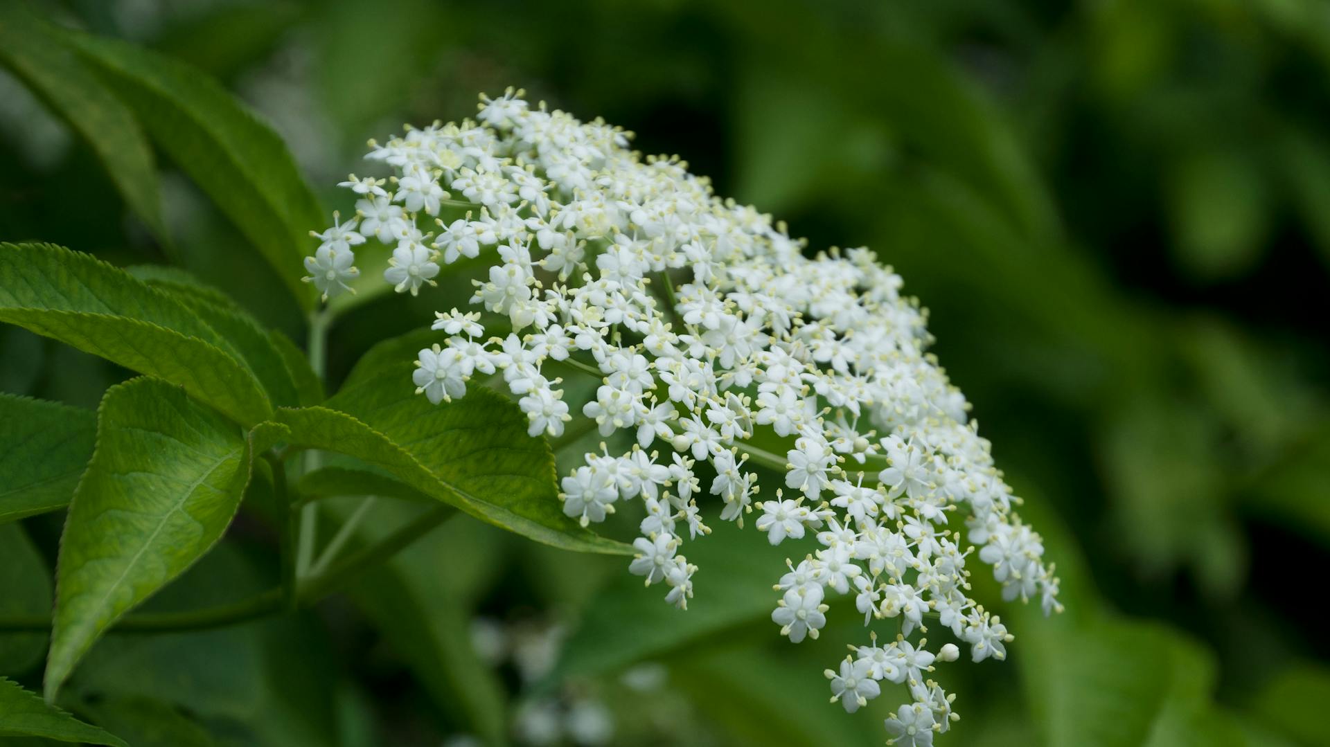 Nahaufnahme der weißen Blüten eines Schwarzen Holunders