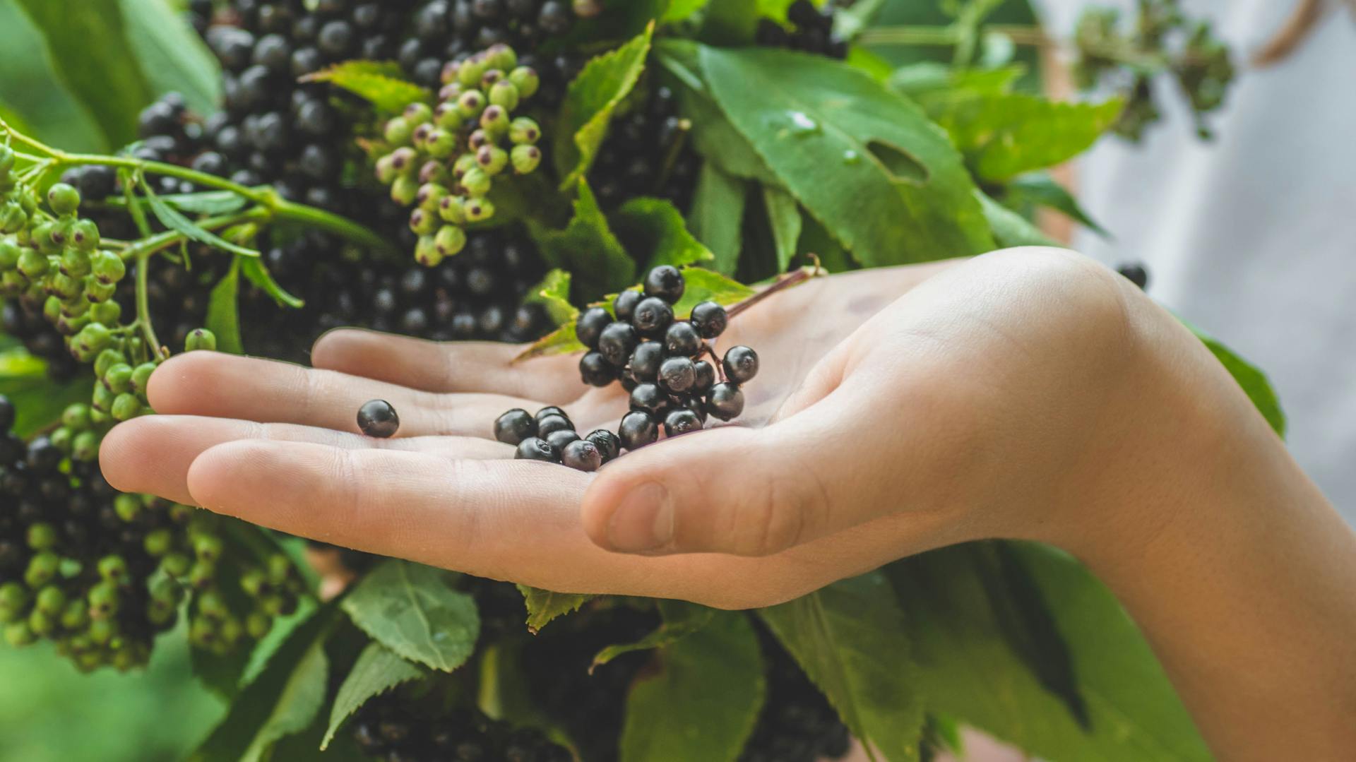 Schwarze Holunderbeeren auf Handfläche.