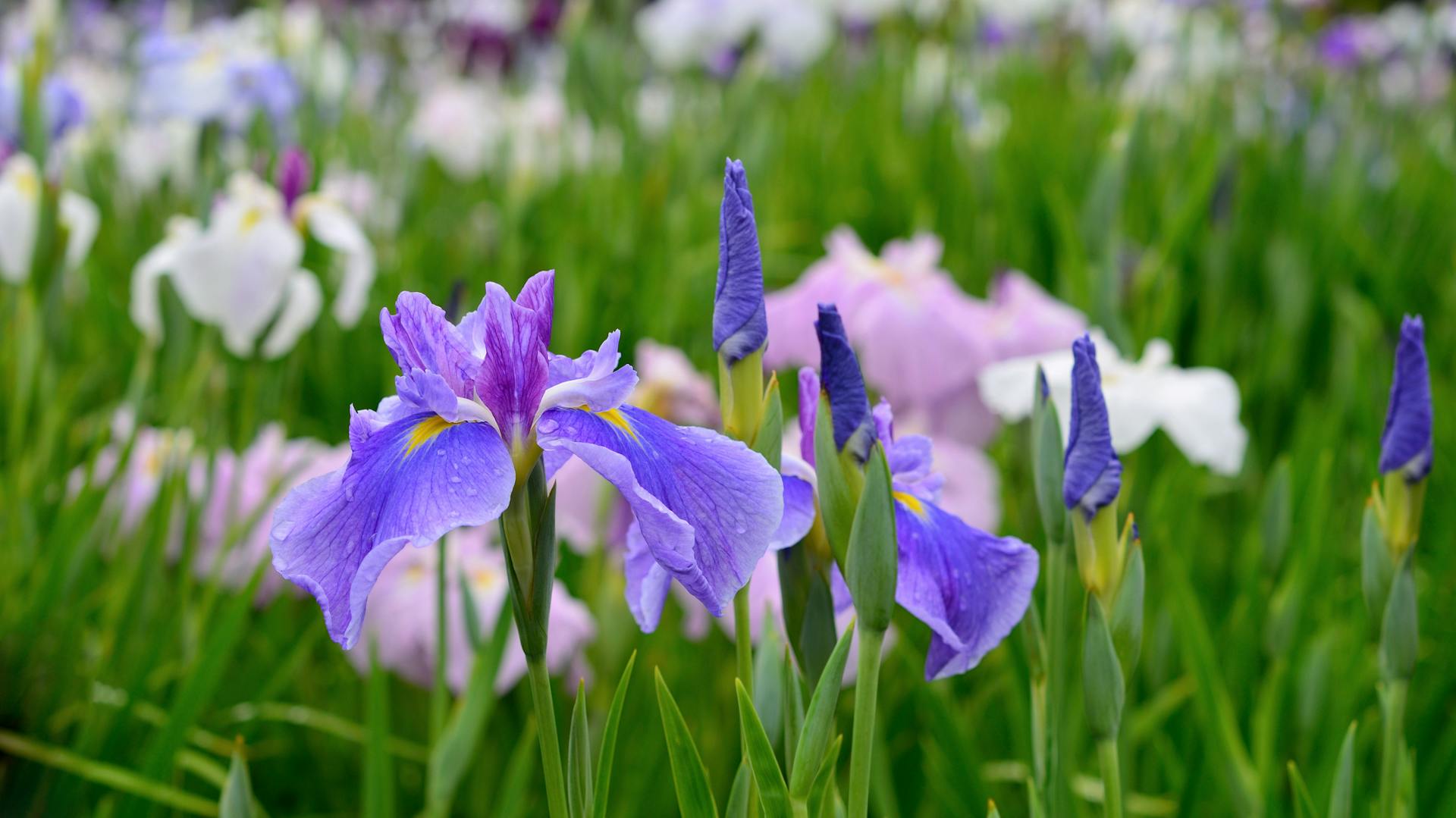 Blühende Schwertlilien