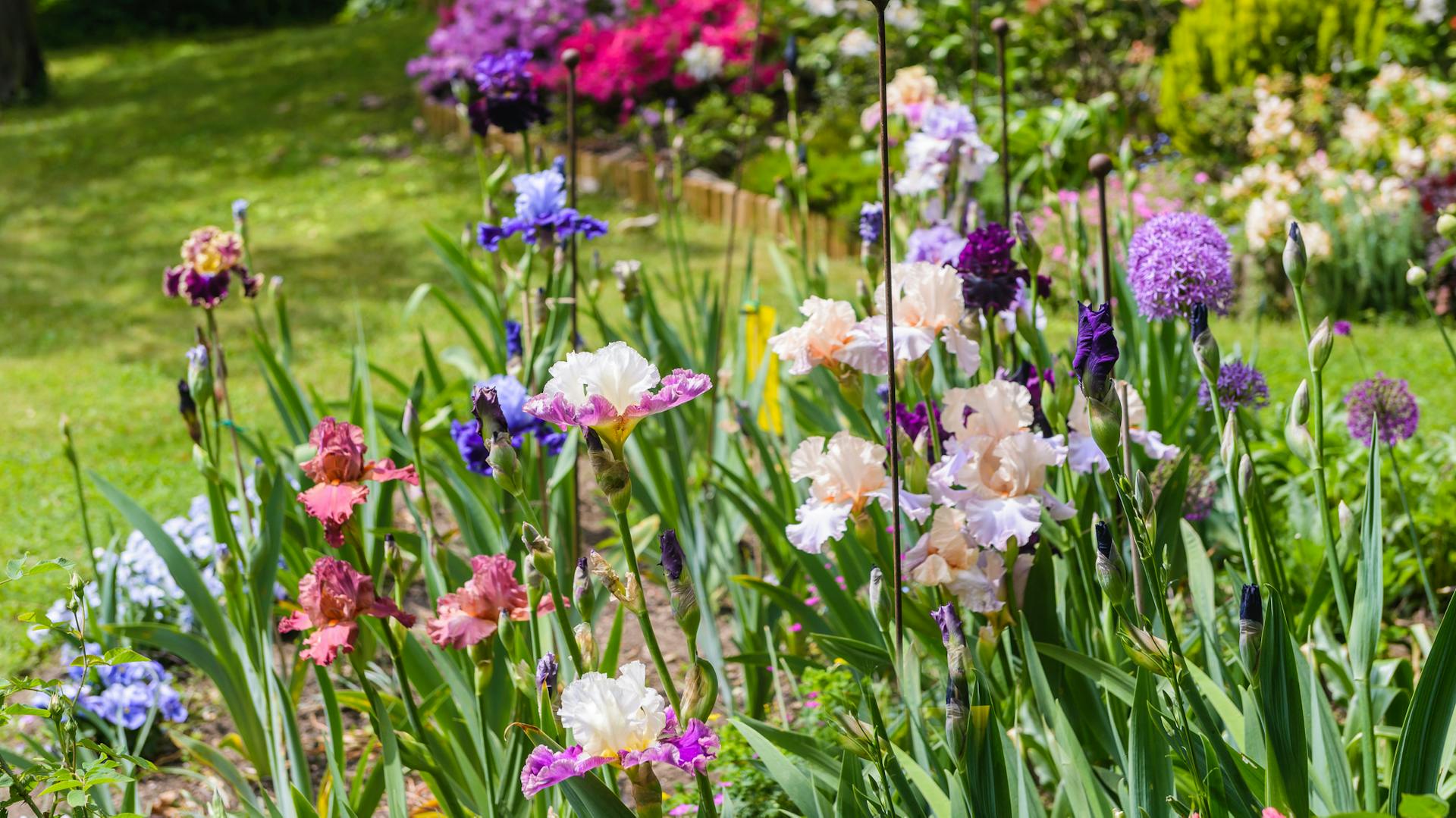 Bunte Schwertlilien im Garten