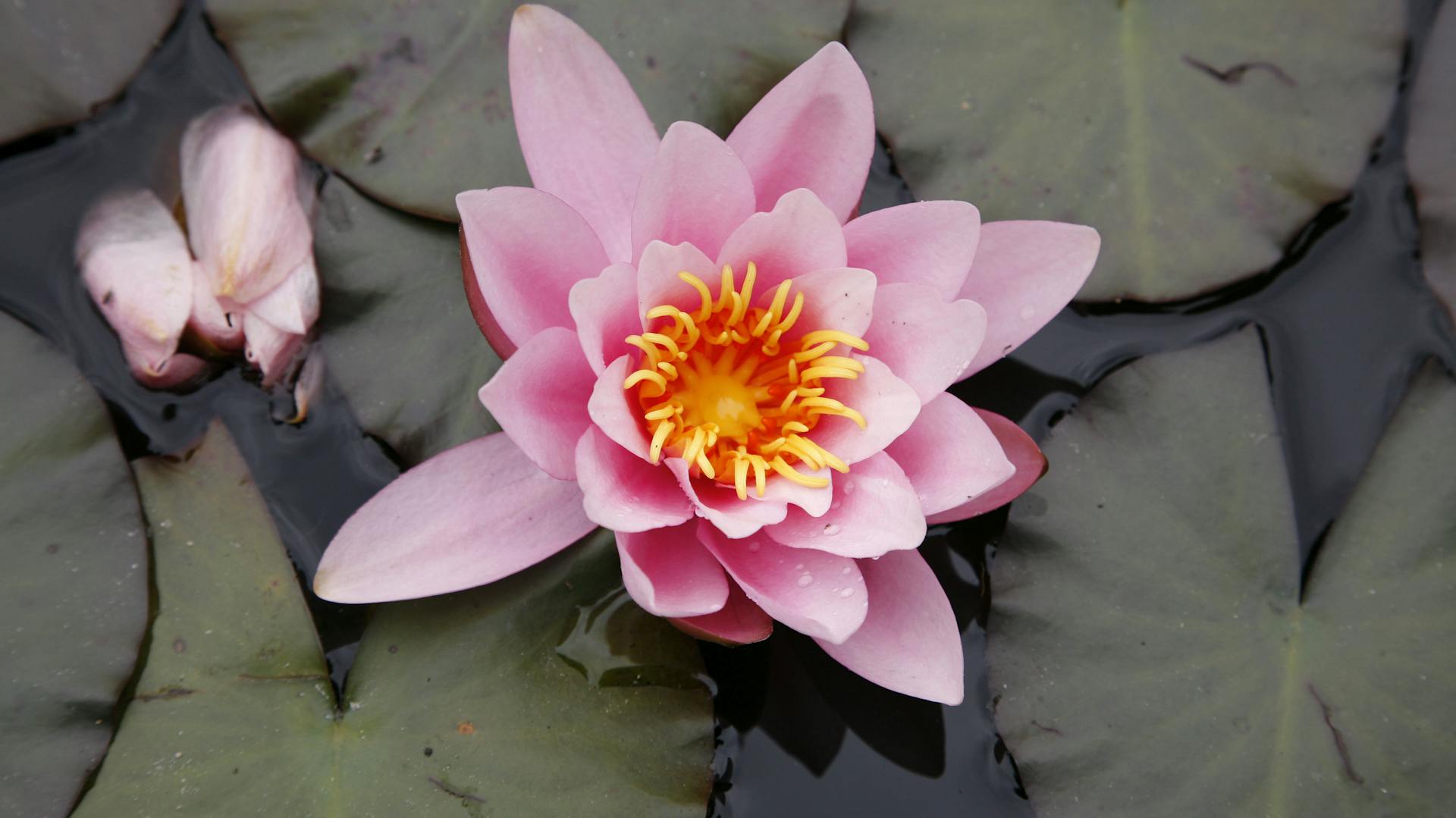 Seerosenblüte im Teich