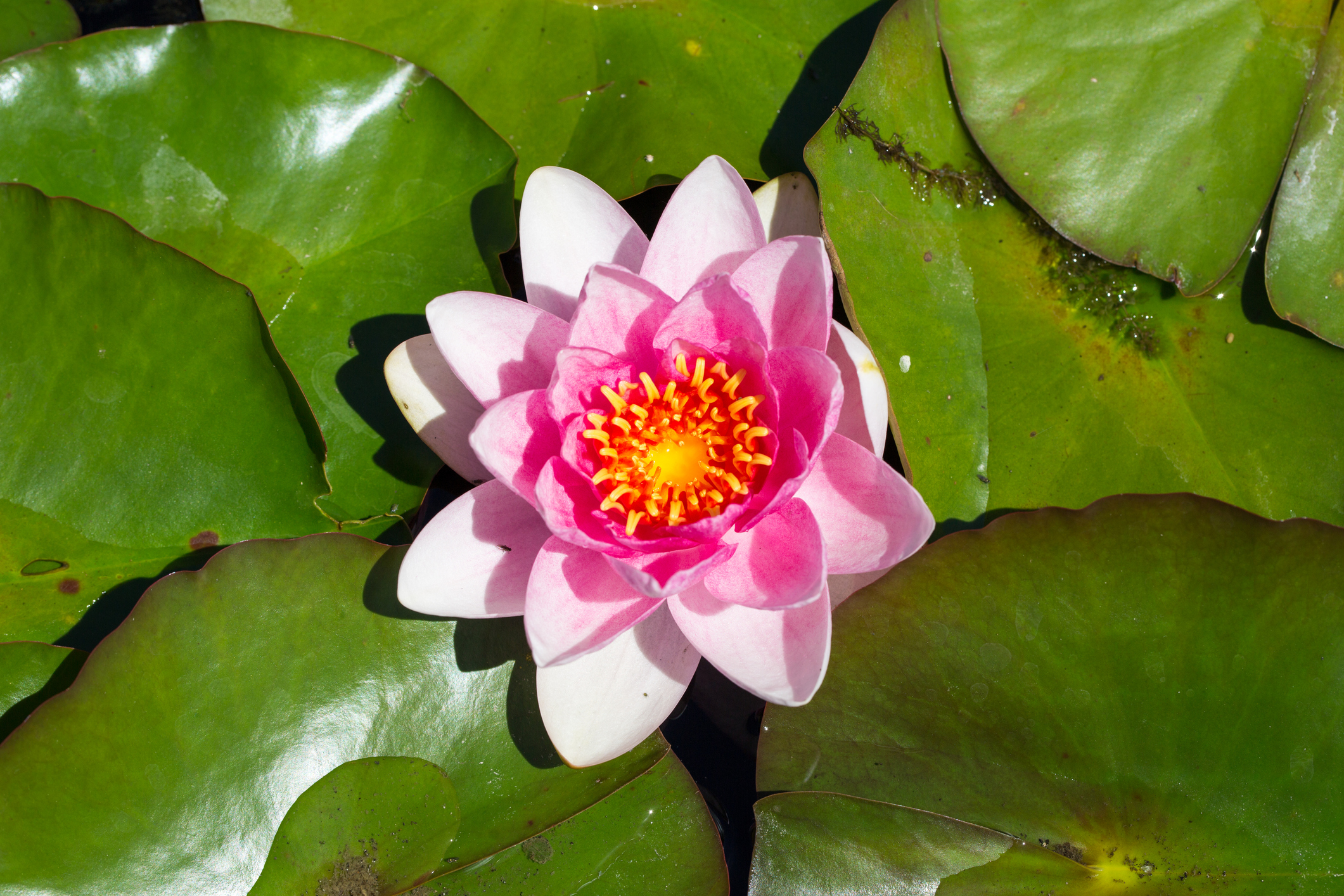 Seerosen die richtige Wassertiefe im Gartenteich OBI