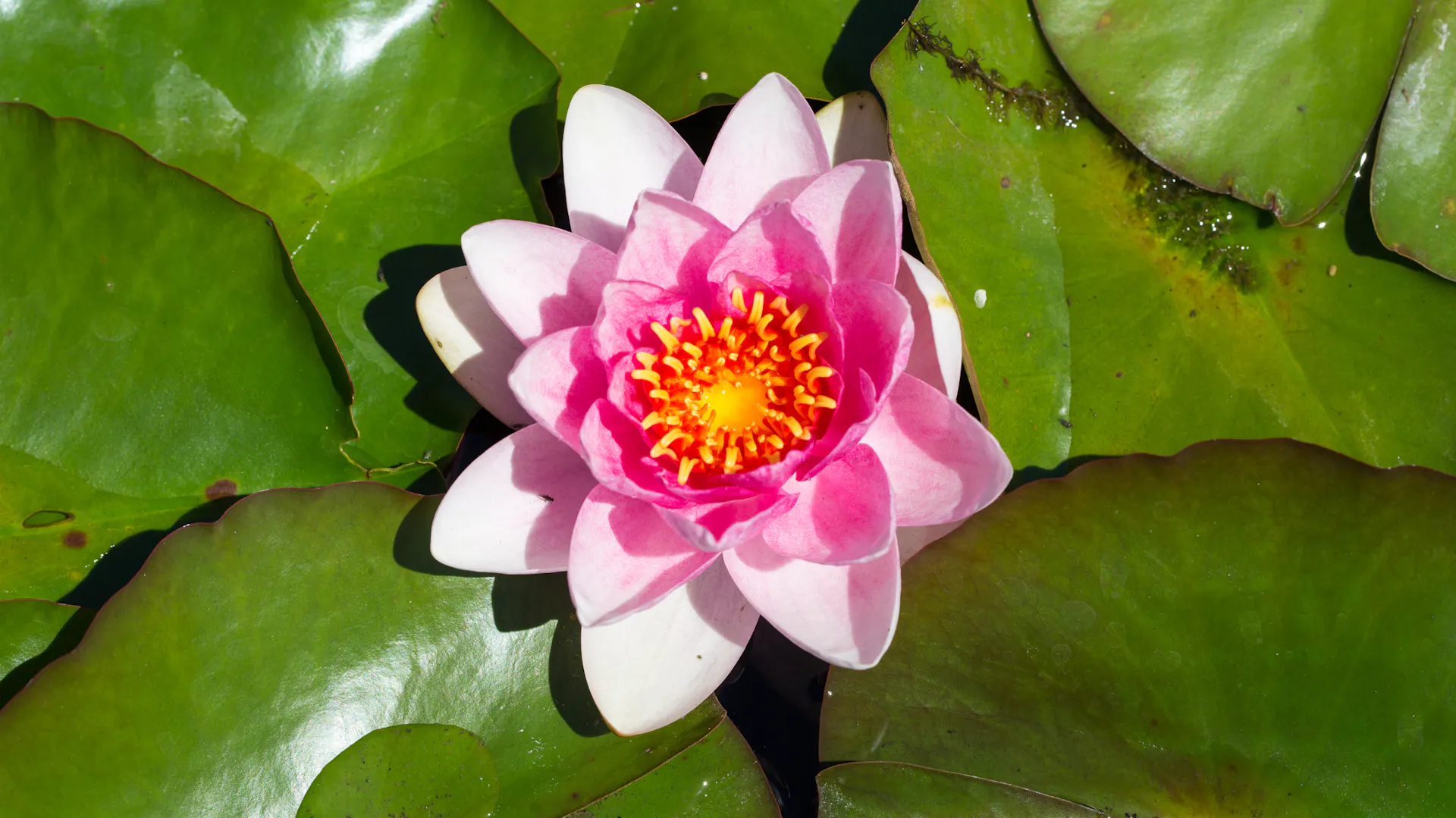Seerose „Charles de Meuville“