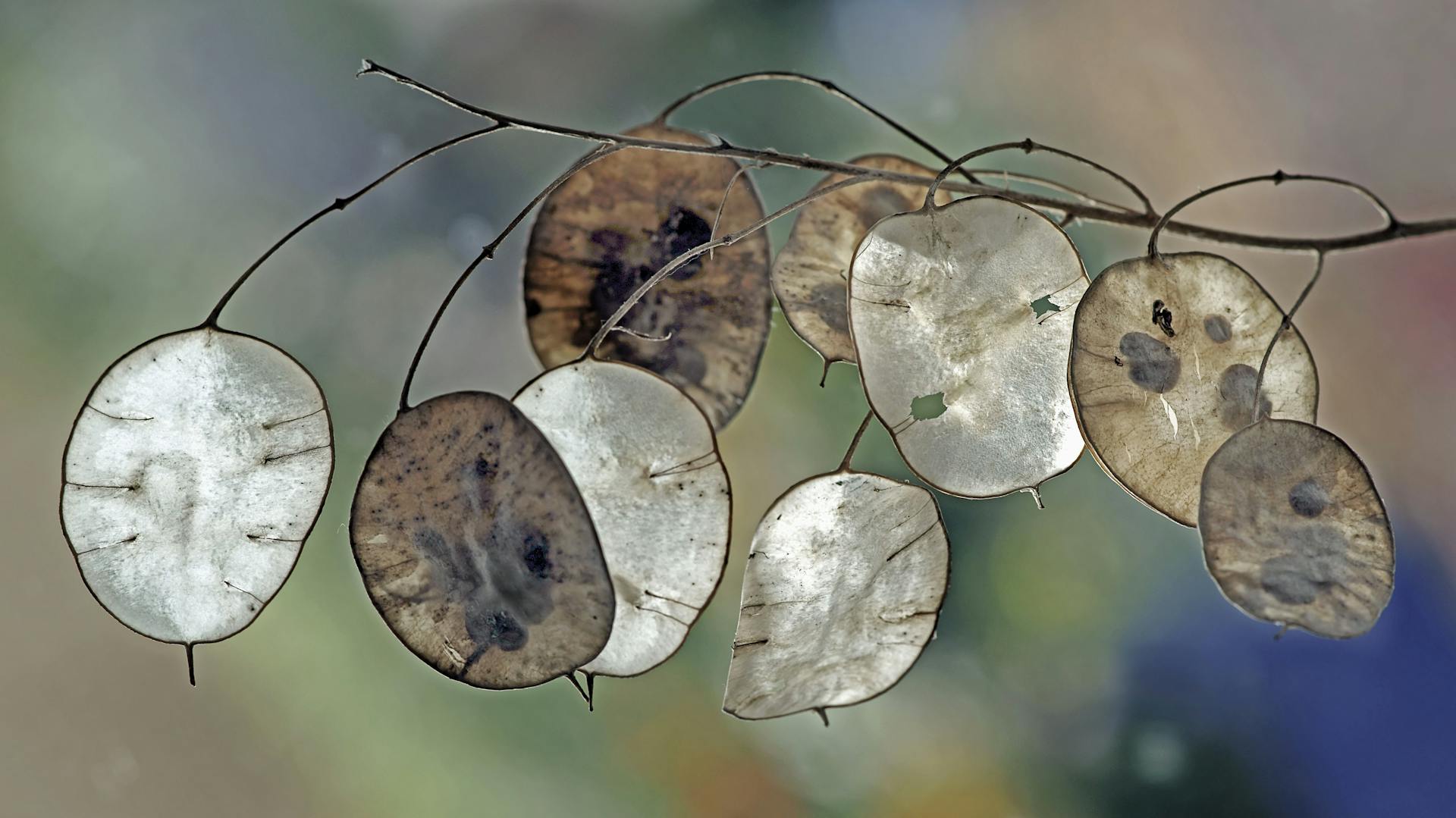 Silbrig durchscheinende Schoten des Silberblatts