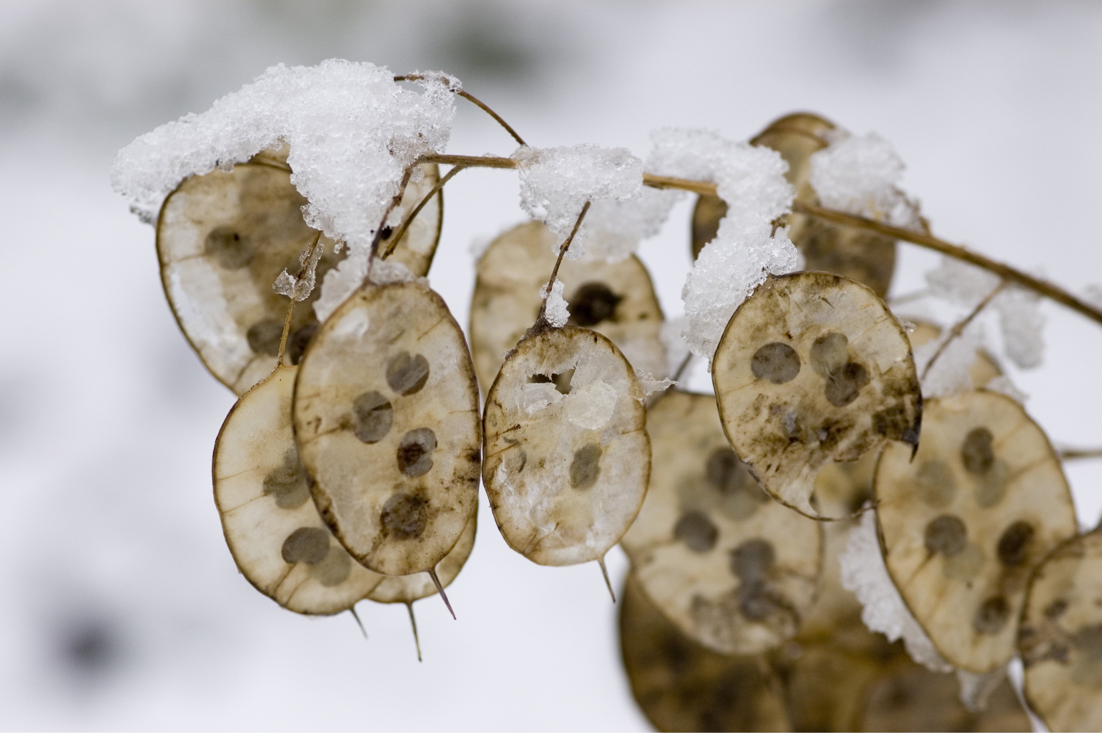 Die durchscheinenden Schoten des Silberblatts mit deutlich erkennbaren Samen sind mit Schnee bedeckt.