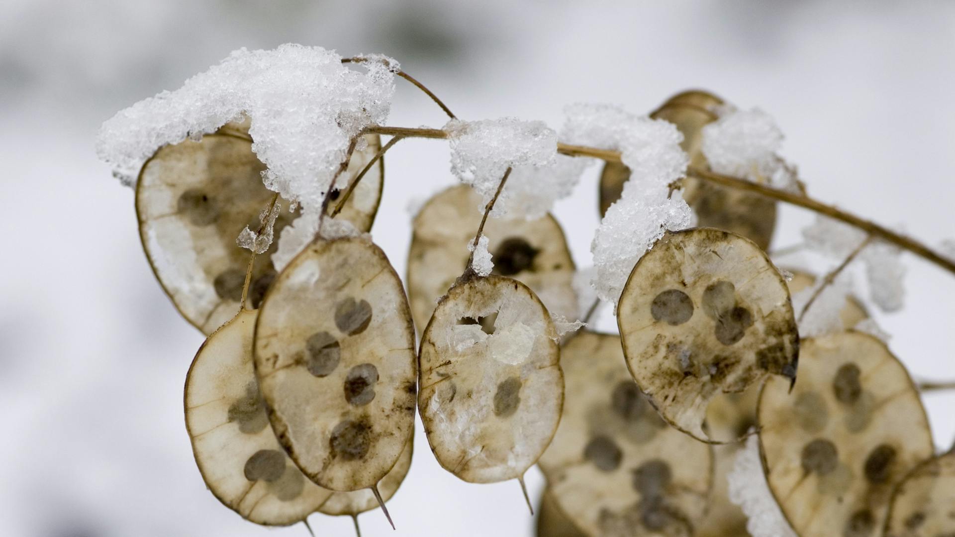 Die durchscheinenden Schoten des Silberblatts mit deutlich erkennbaren Samen sind mit Schnee bedeckt.