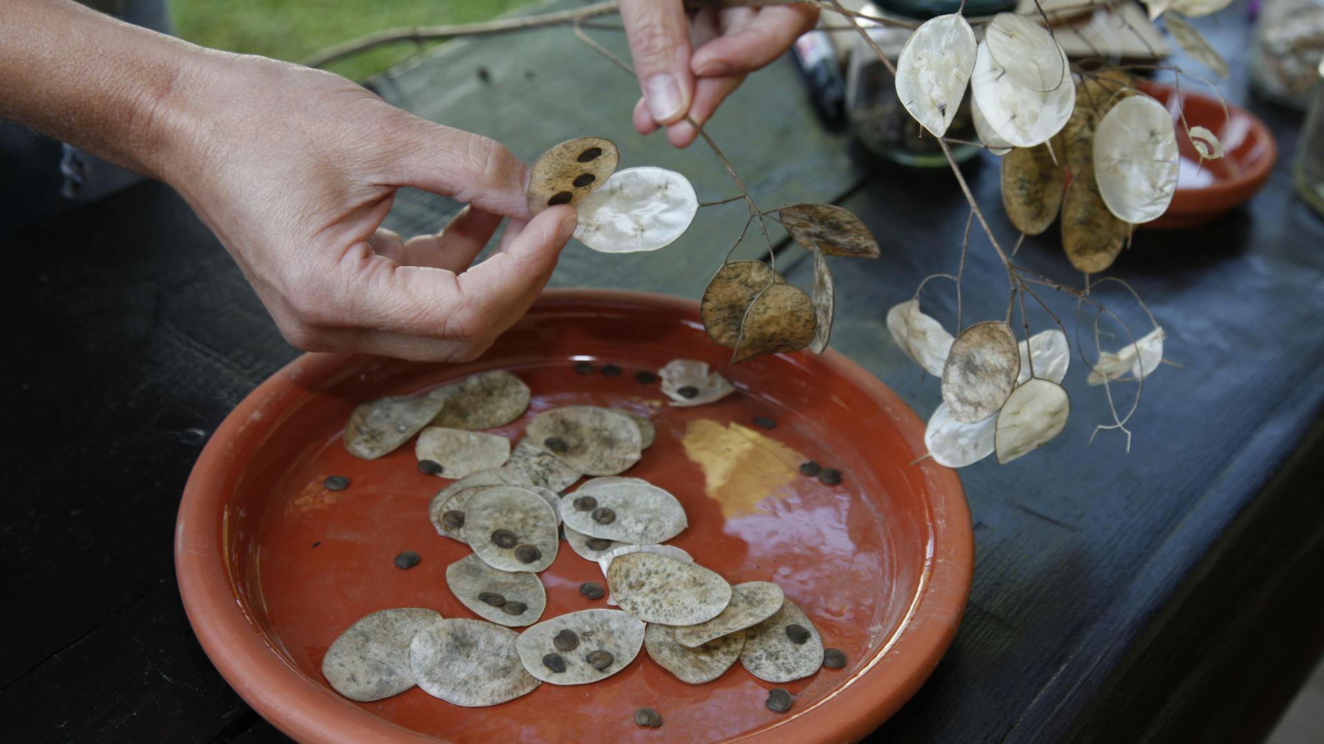 Eine Person entnimmt die Samen aus den runden Schoten des Silberblatts.