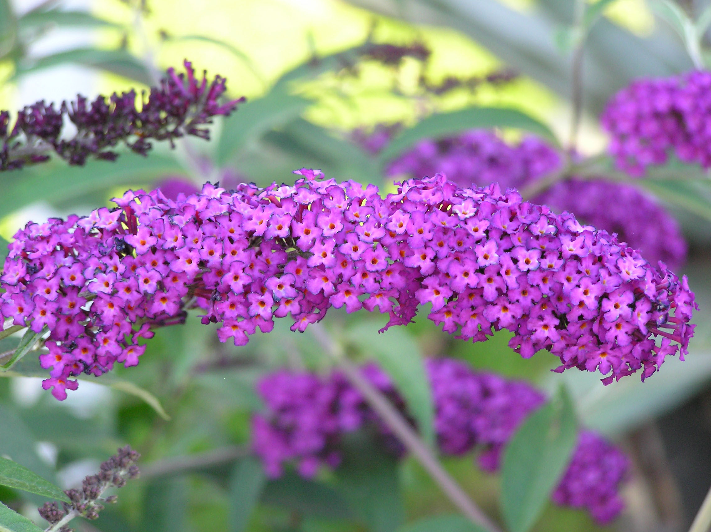 Blühender Sommerflieder