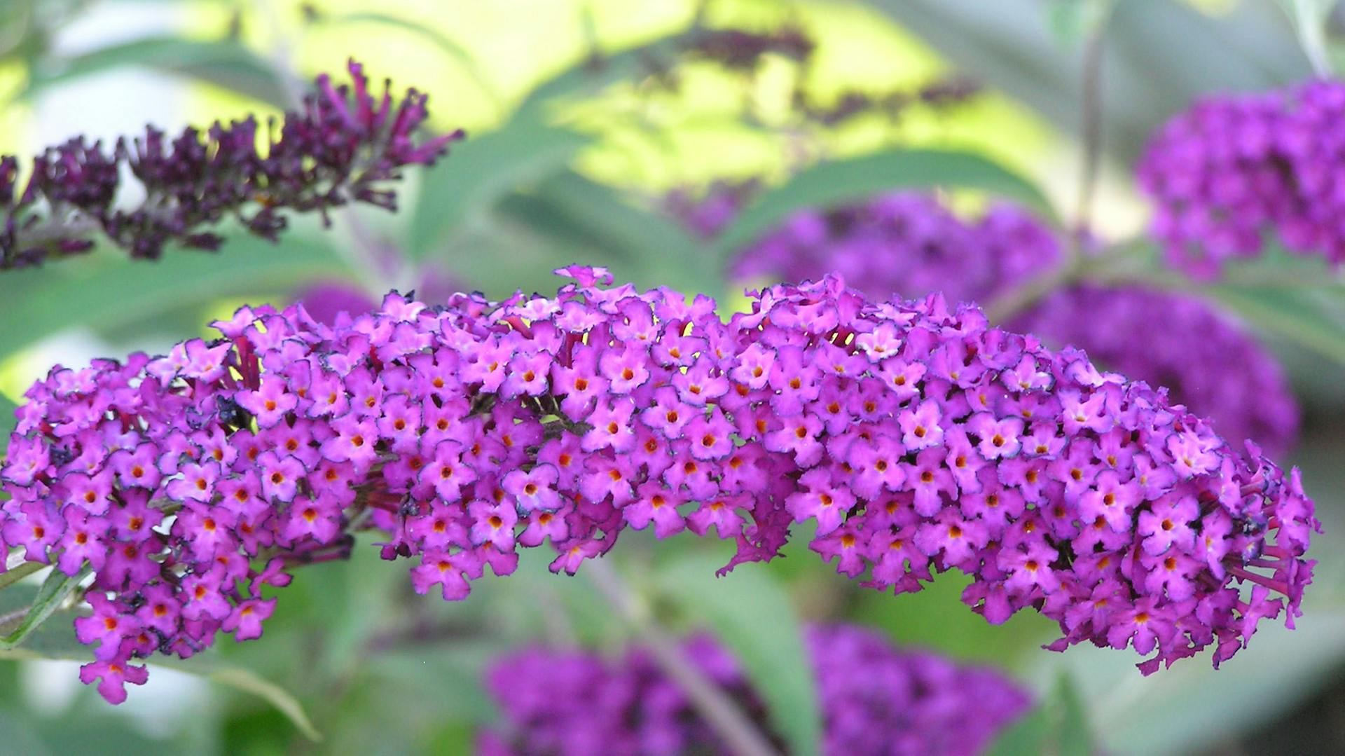 Blühender Sommerflieder