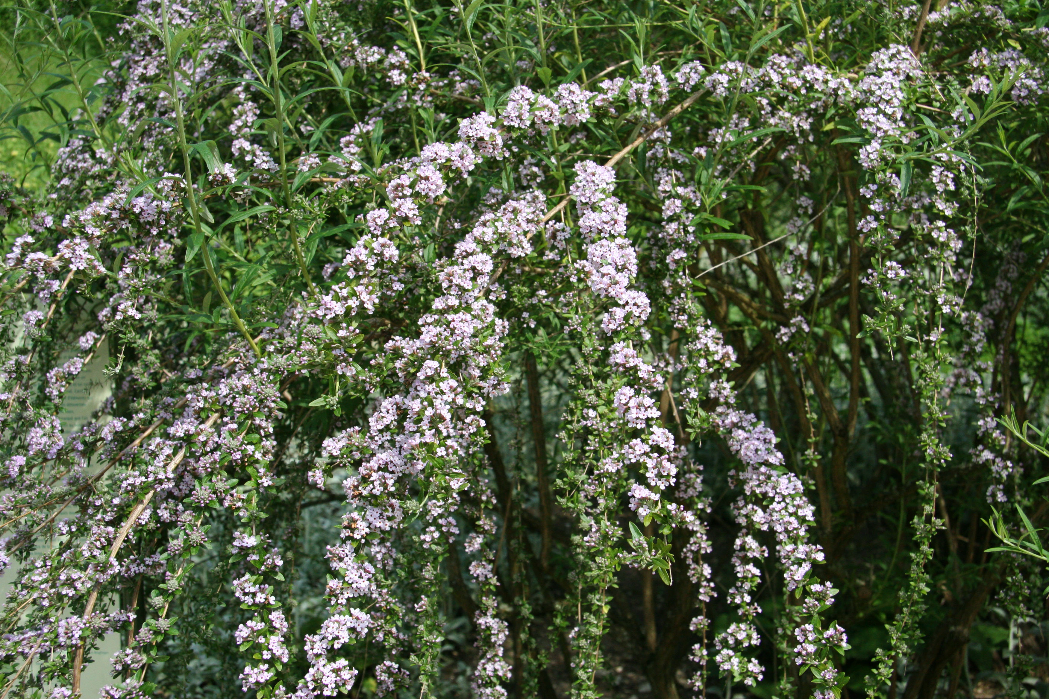 Blüten am Wechselblättrigen Sommerflieder