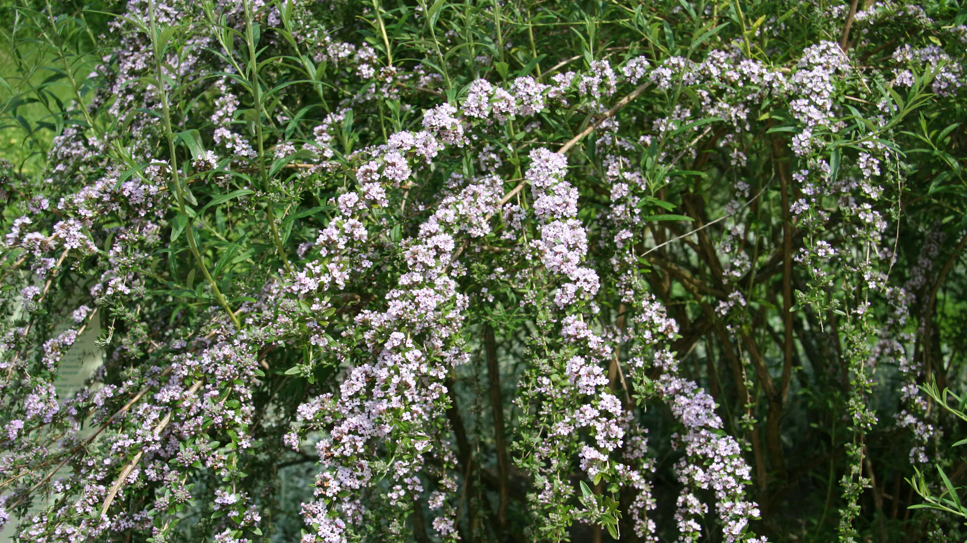 Blüten am Wechselblättrigen Sommerflieder