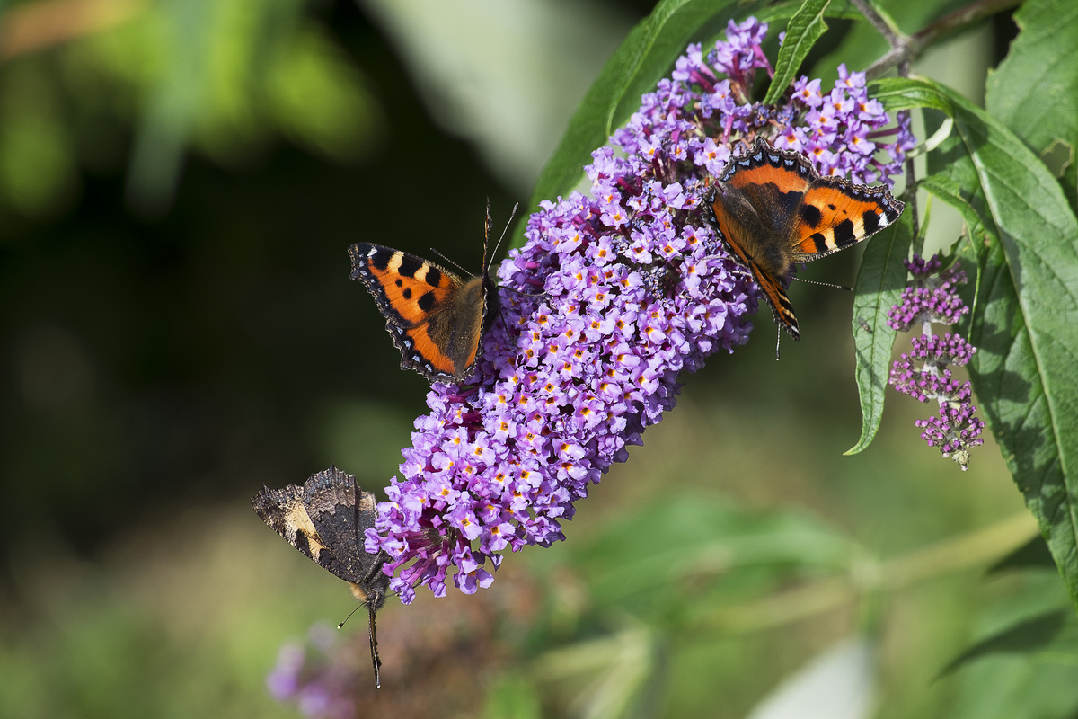 Schmetterlinge am Sommerflieder
