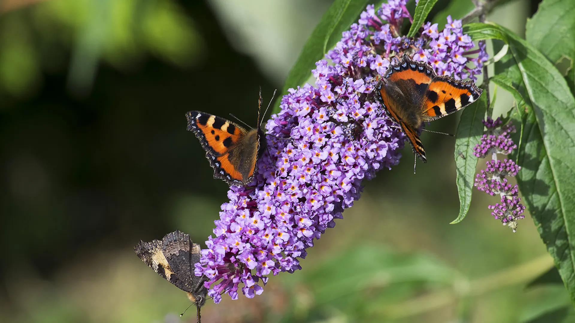 Schmetterlinge am Sommerflieder