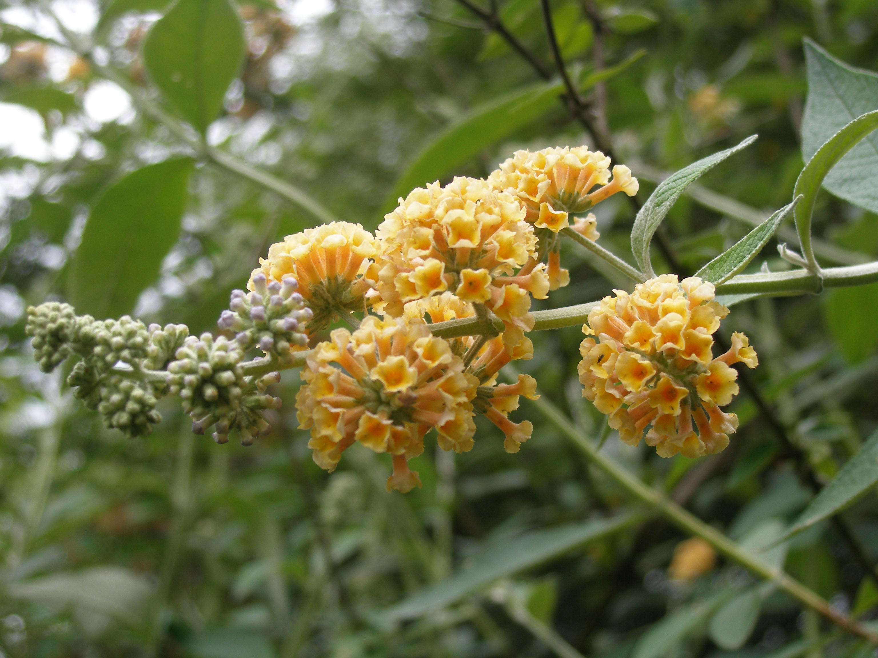 Blüte eines Gelben Sommerflieders