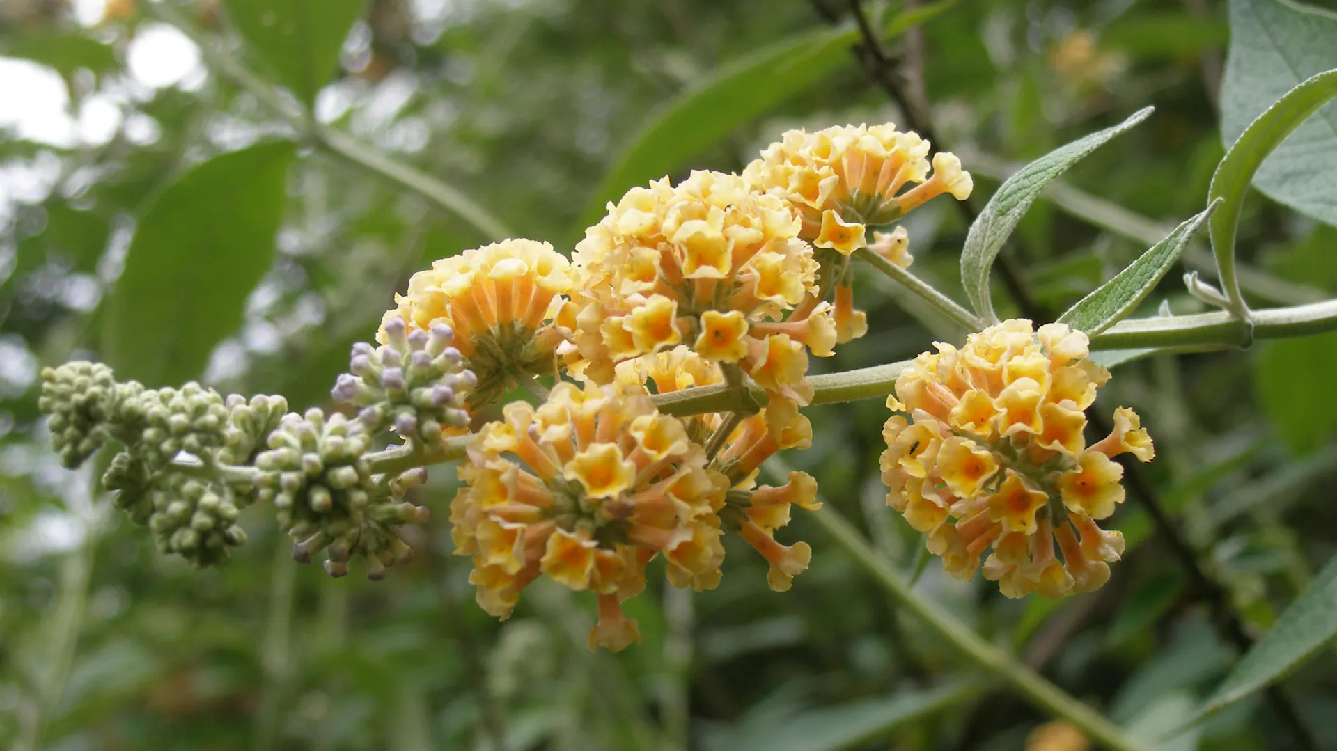 Blüte eines Gelben Sommerflieders