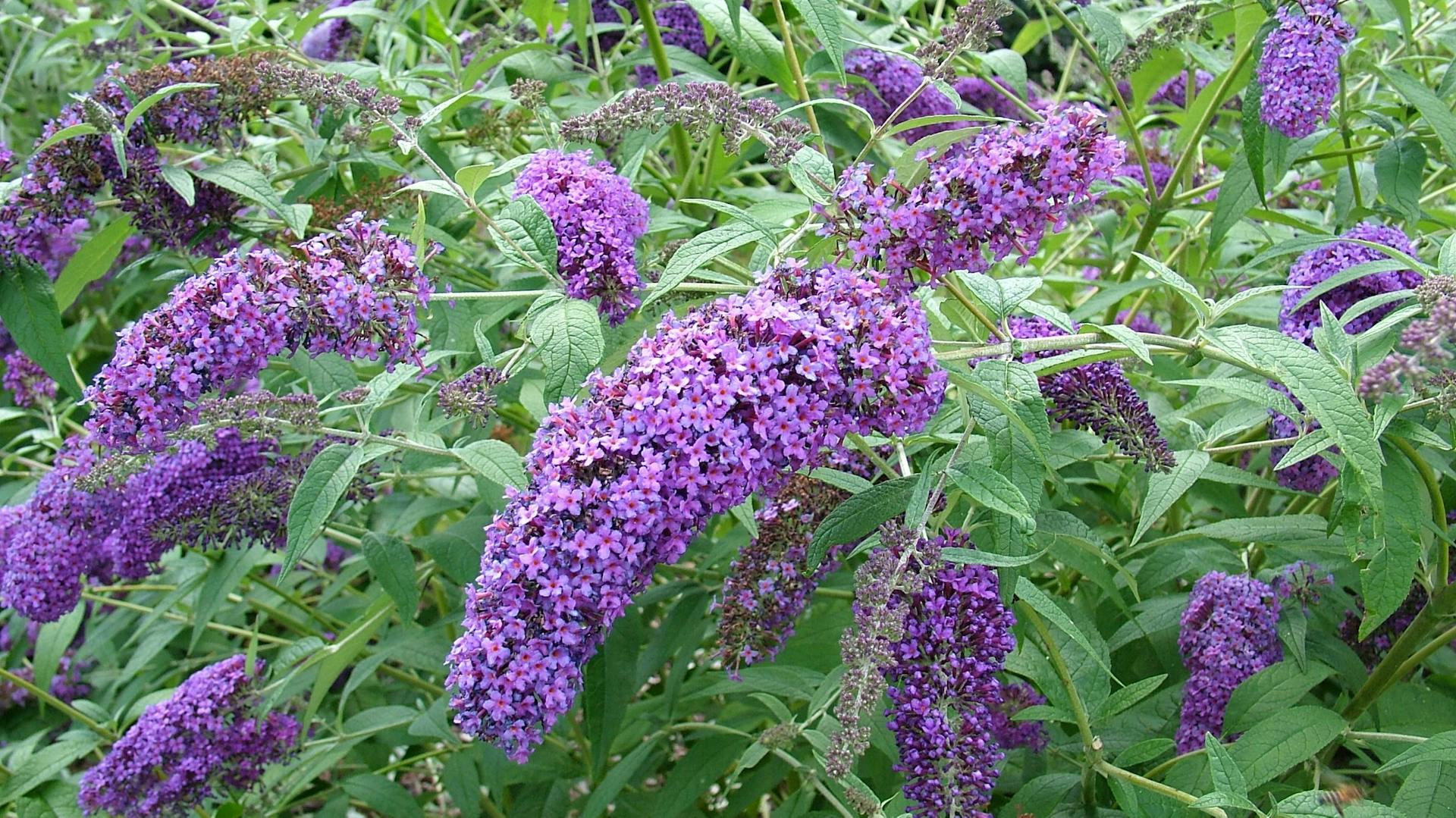 Blühender Sommerflieder.