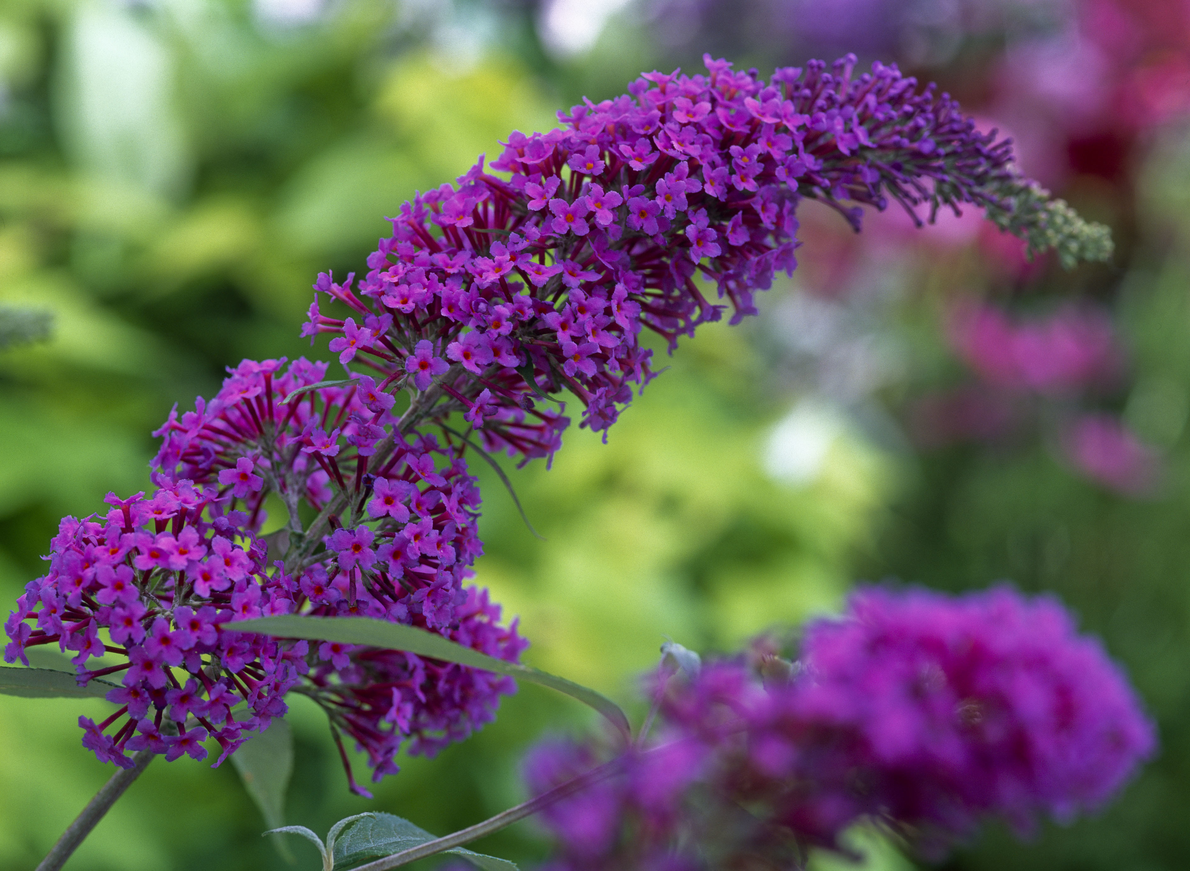 Sommerflieder vermehren: Methoden und Tipps | OBI