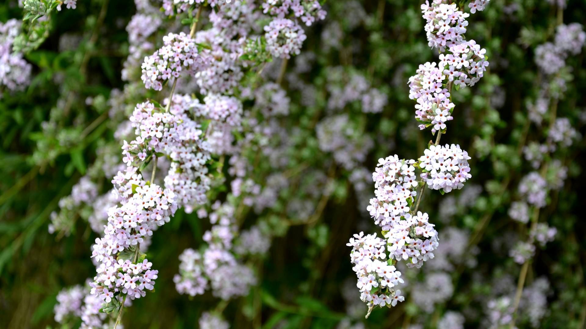 Sommerflieder mit Blüten
