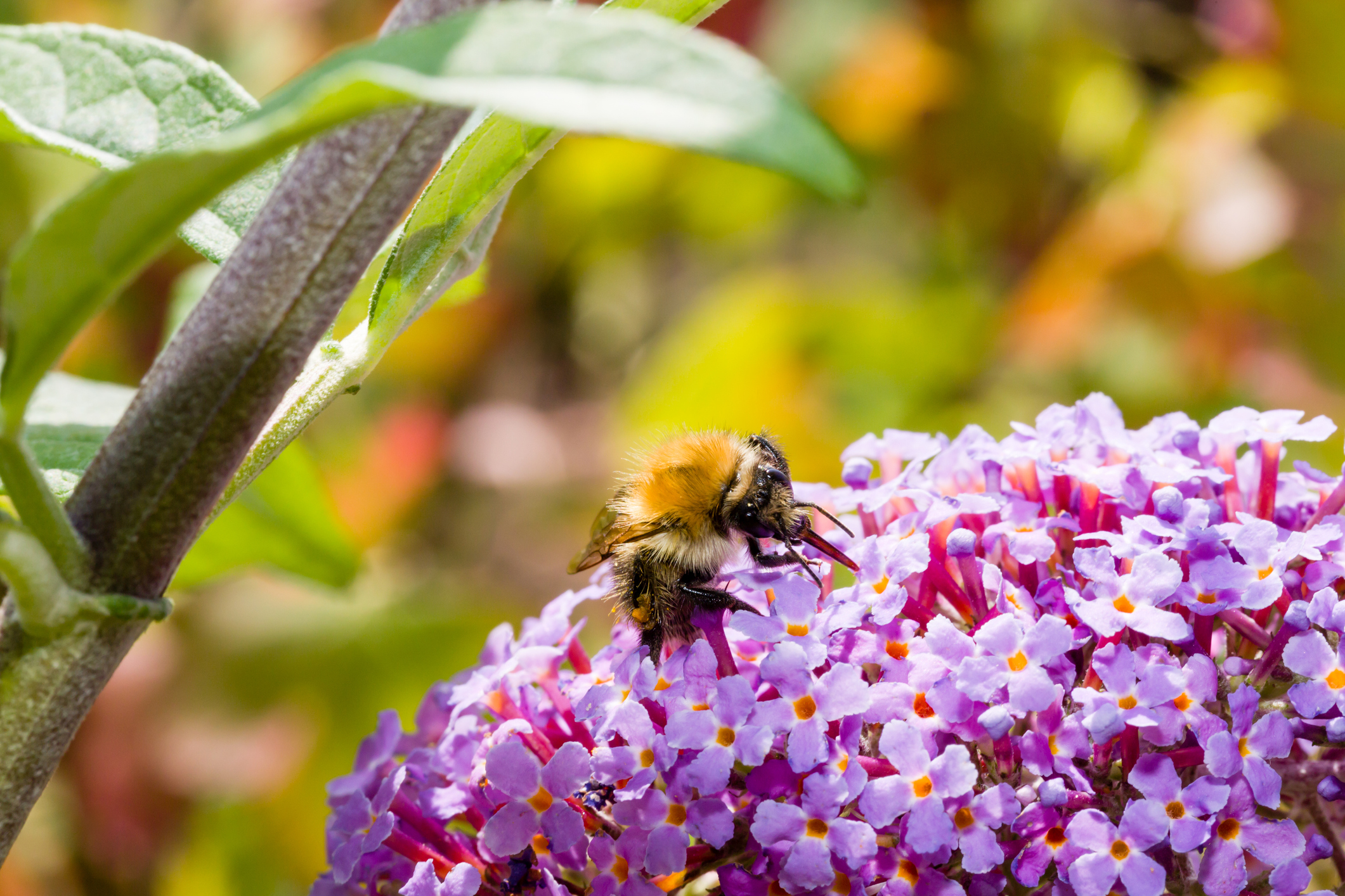 Eine Hummel sitzt auf Sommerflieder-Blüten