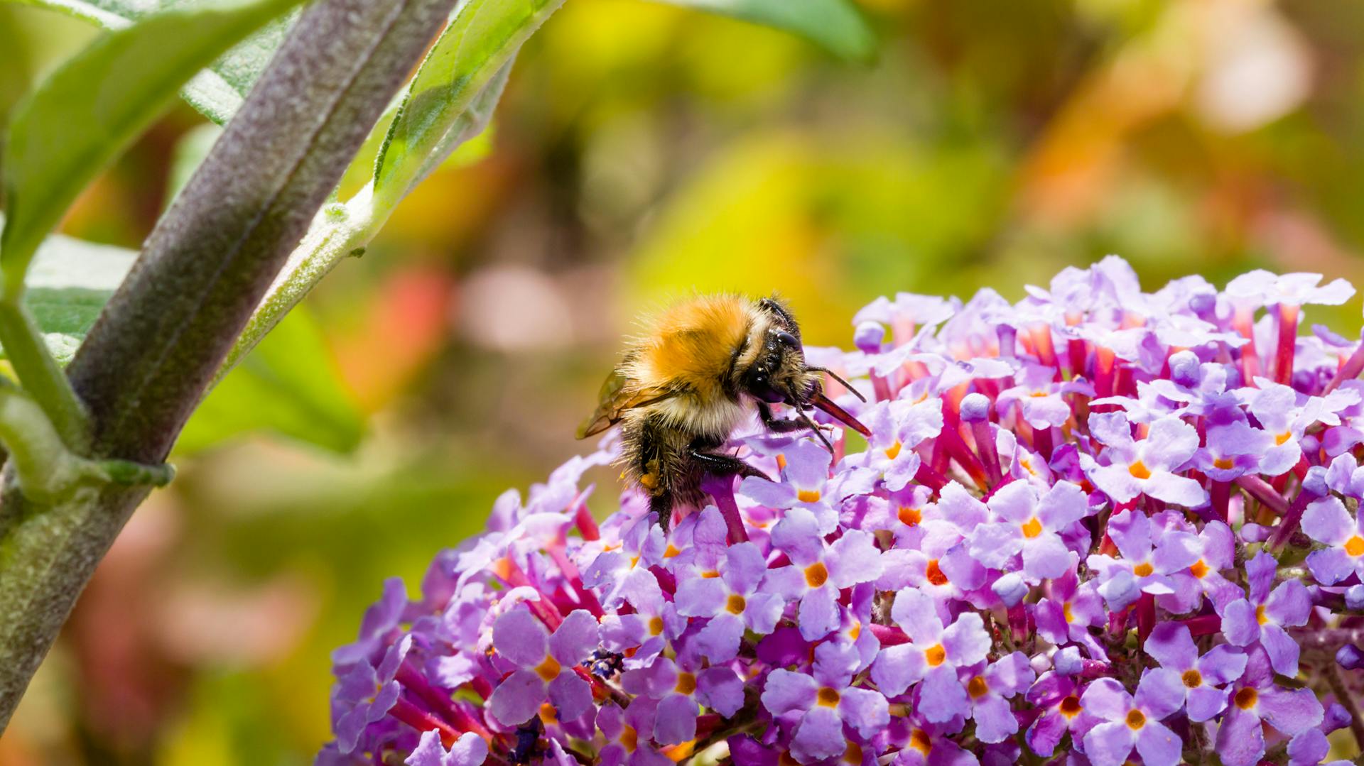 Eine Hummel sitzt auf Sommerflieder-Blüten