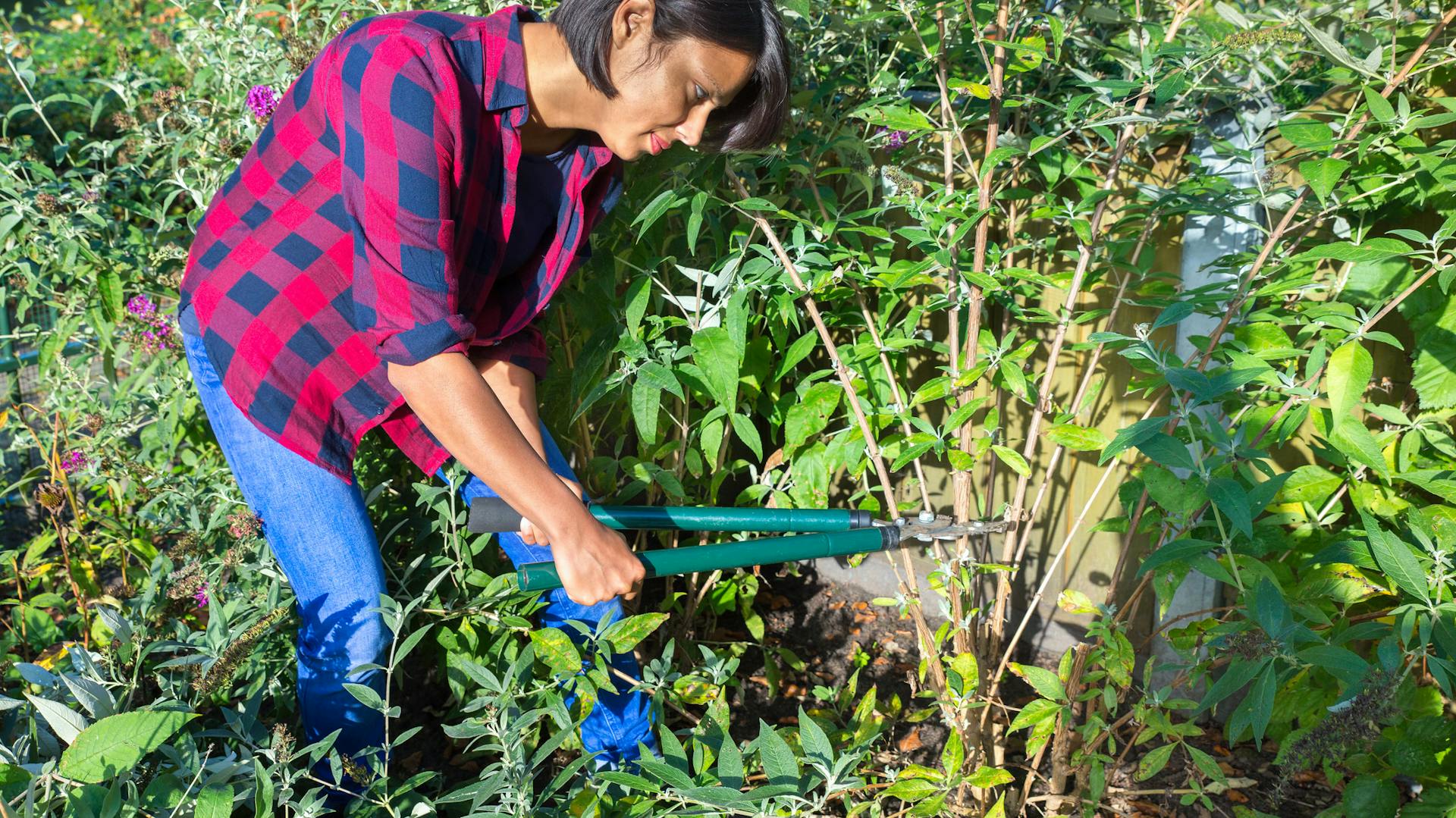 Eine Frau schneidet einen Sommerflieder