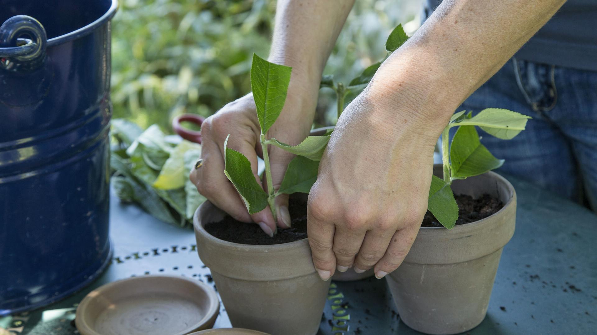 Sommerflieder-Stecklinge werden in Töpfe gepflanzt.