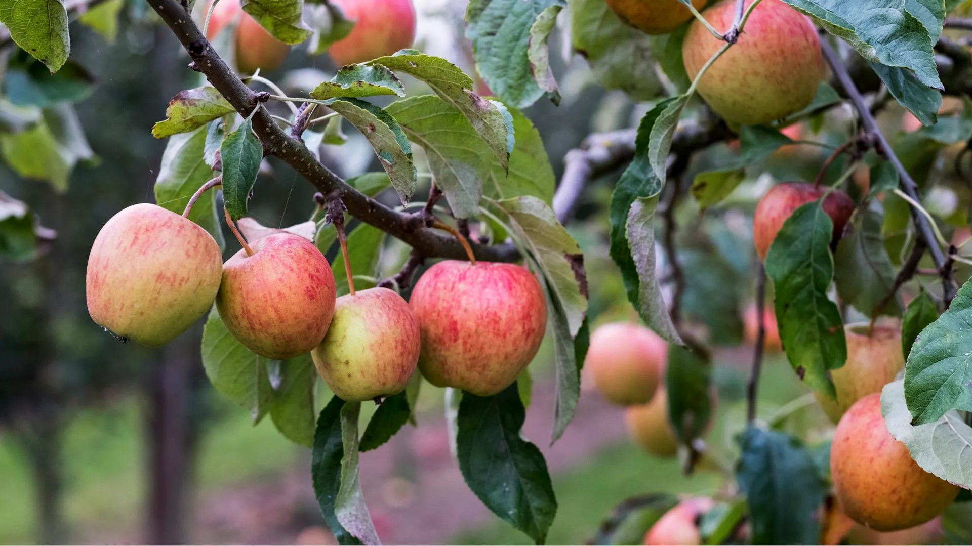 Viele rot-gelbe Äpfel hängen an einem Apfelbaum.