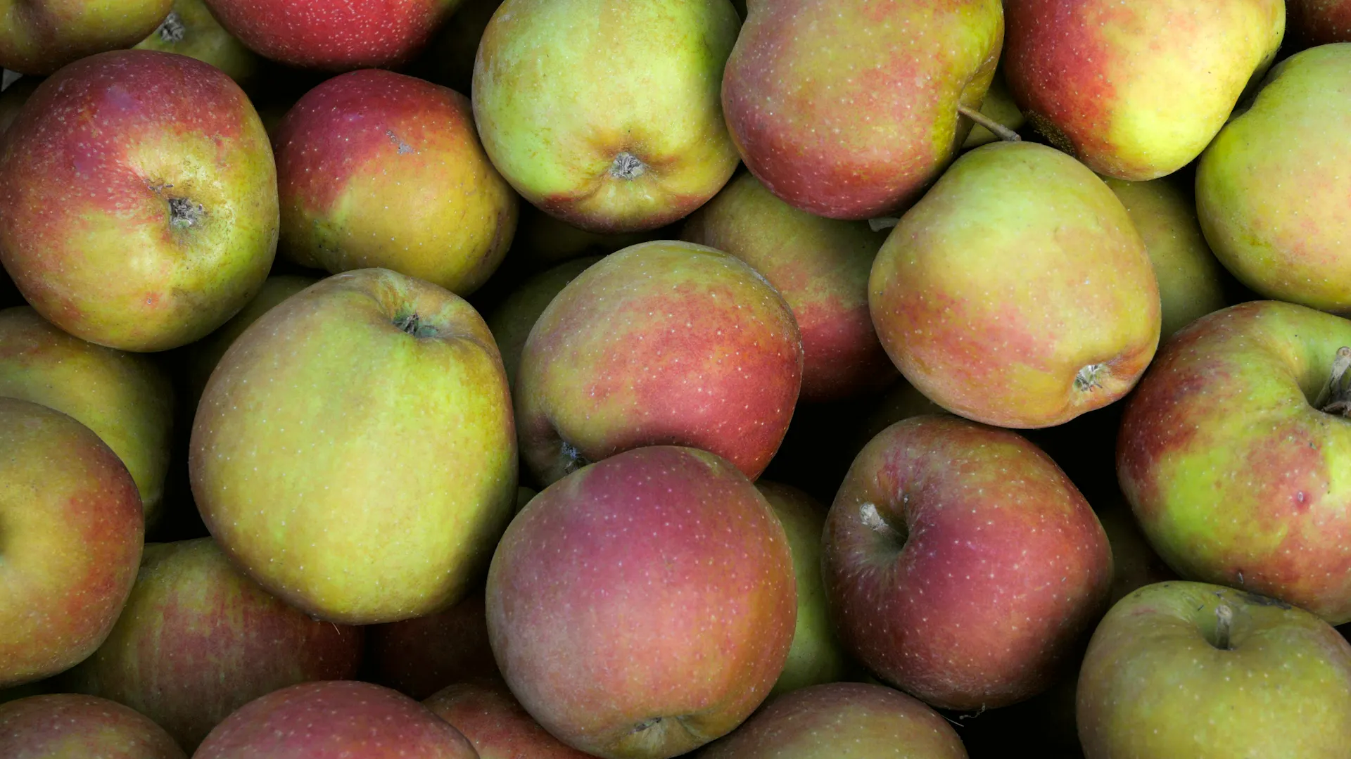 Viele reife Äpfel liegen in einem Korb.