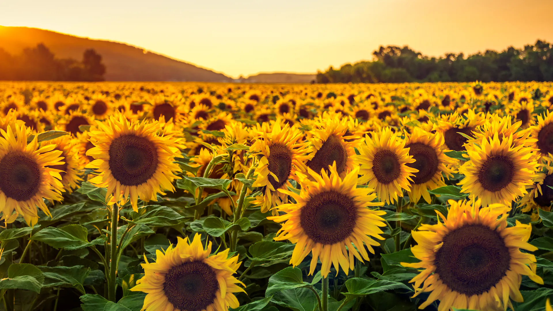 Feld mit blühenden Sonnenblumen