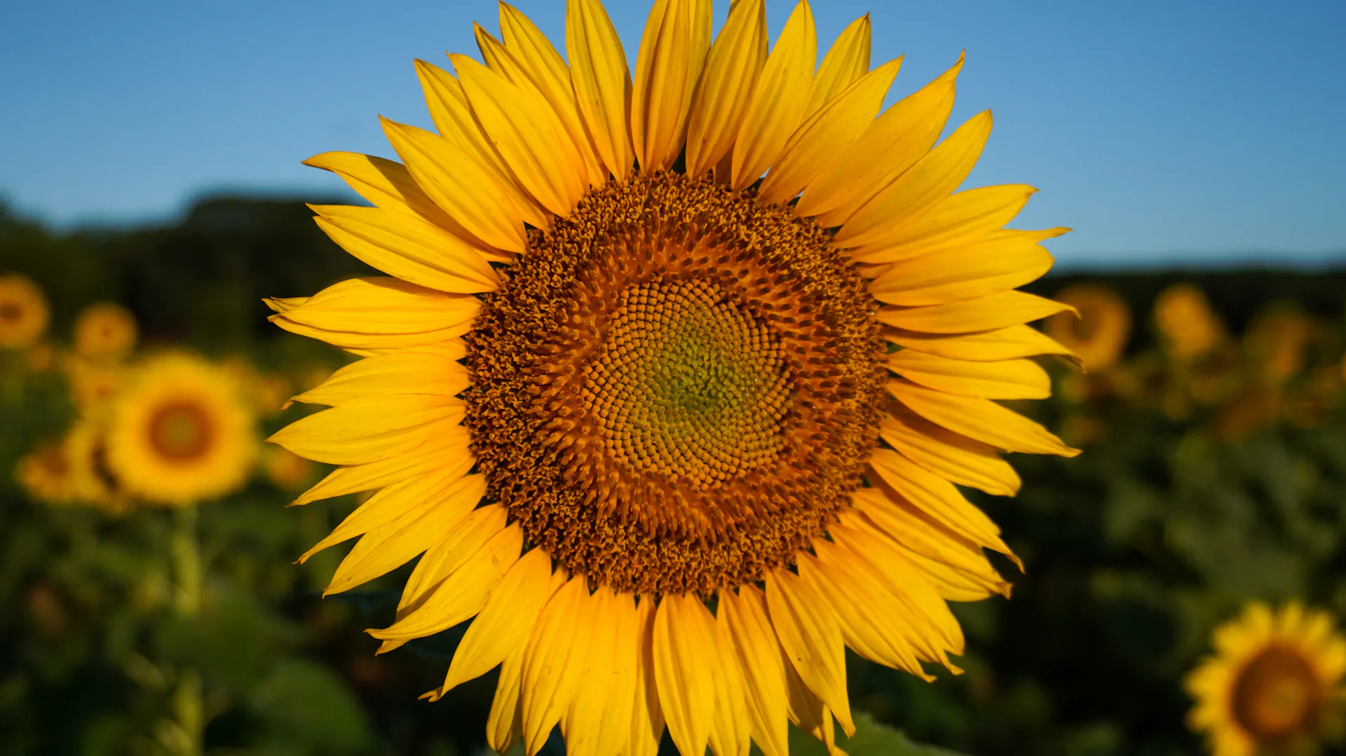 Blüte der Sonnenblume