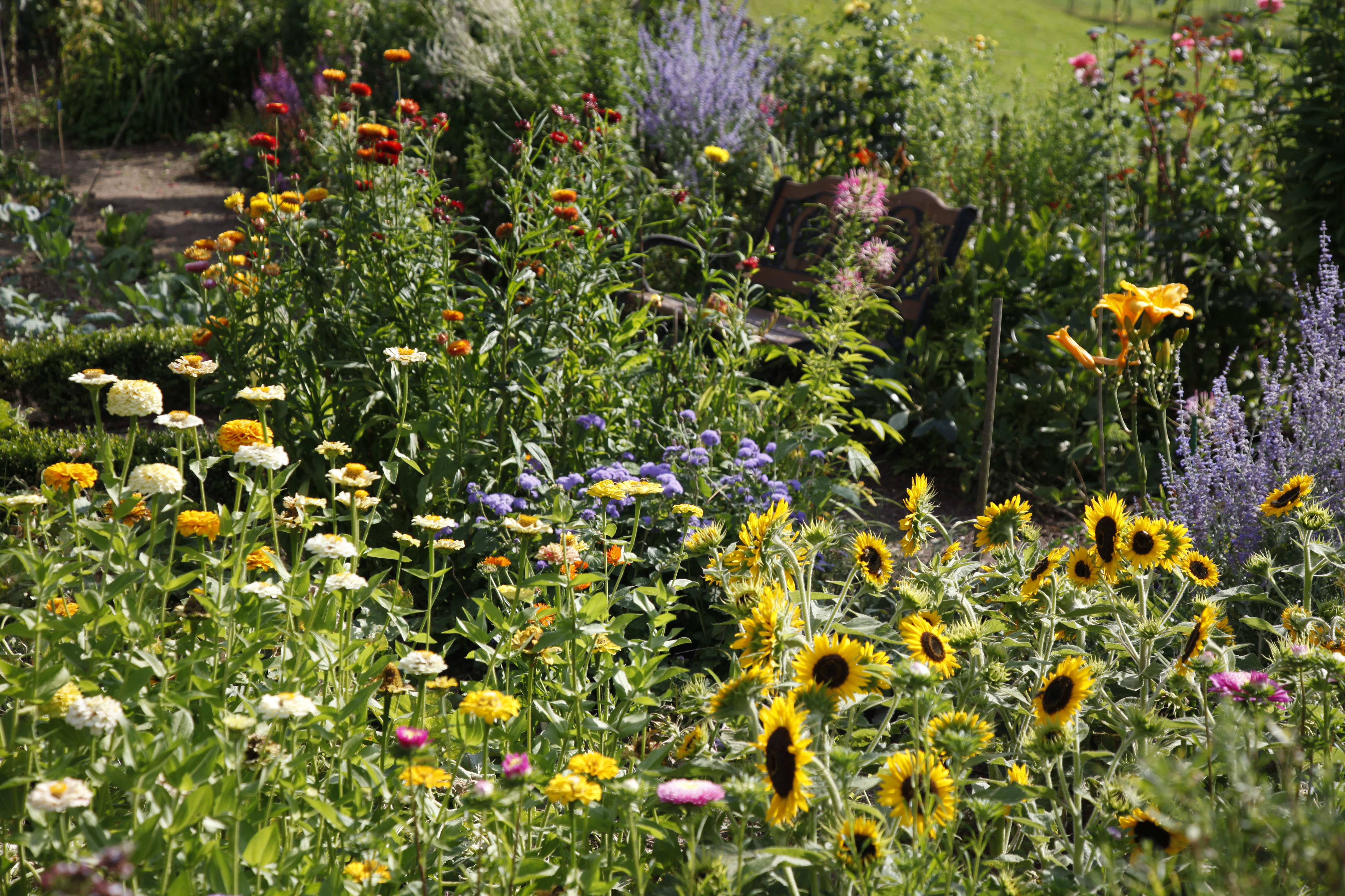 Sonnenblumen Eigenschaften & Tipps im Überblick OBI