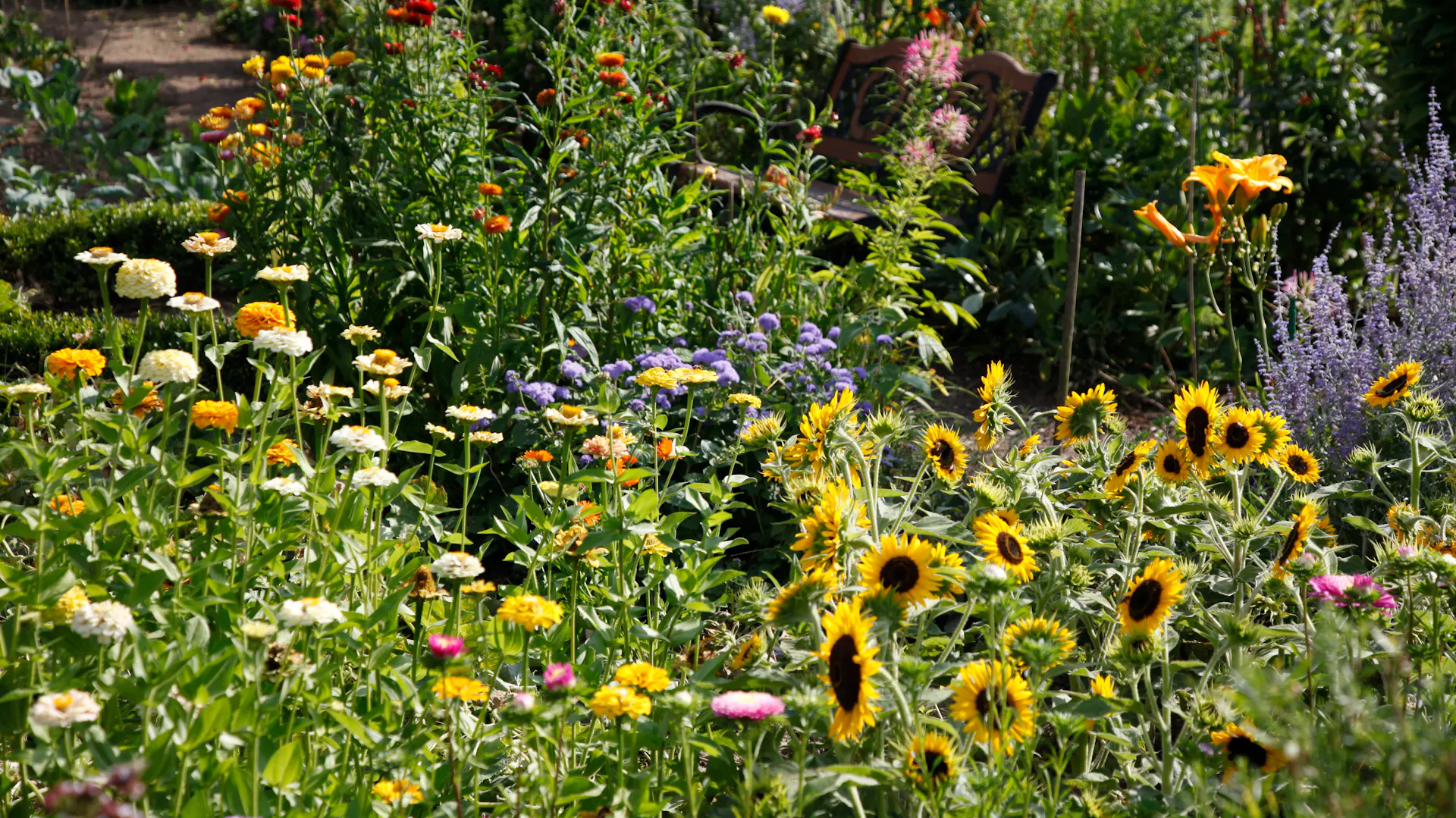 Sonnenblumen und andere Blütenpflanzen in einem Bauerngarten