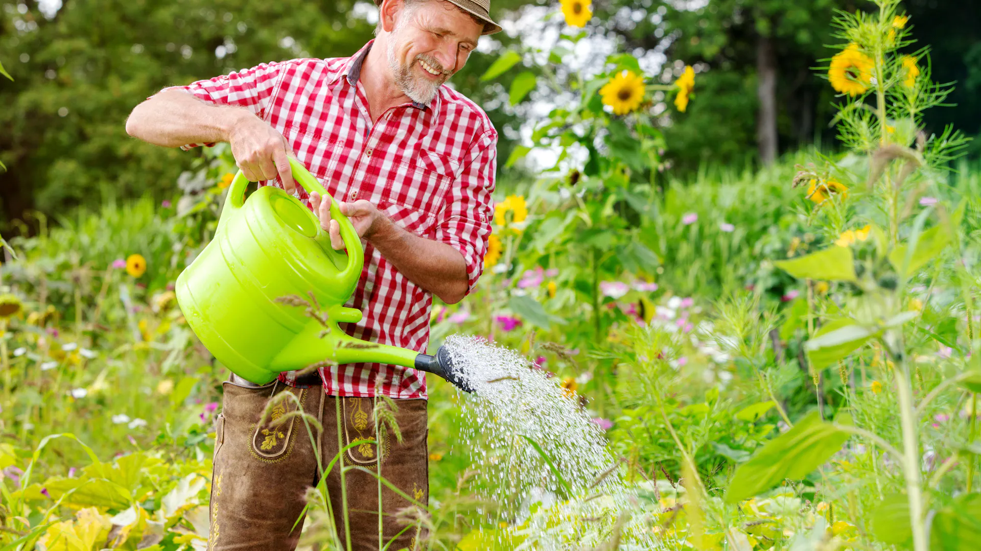 Ein Mann gießt Sonnenblumen und andere Pflanzen auf einer wilden Wiese.