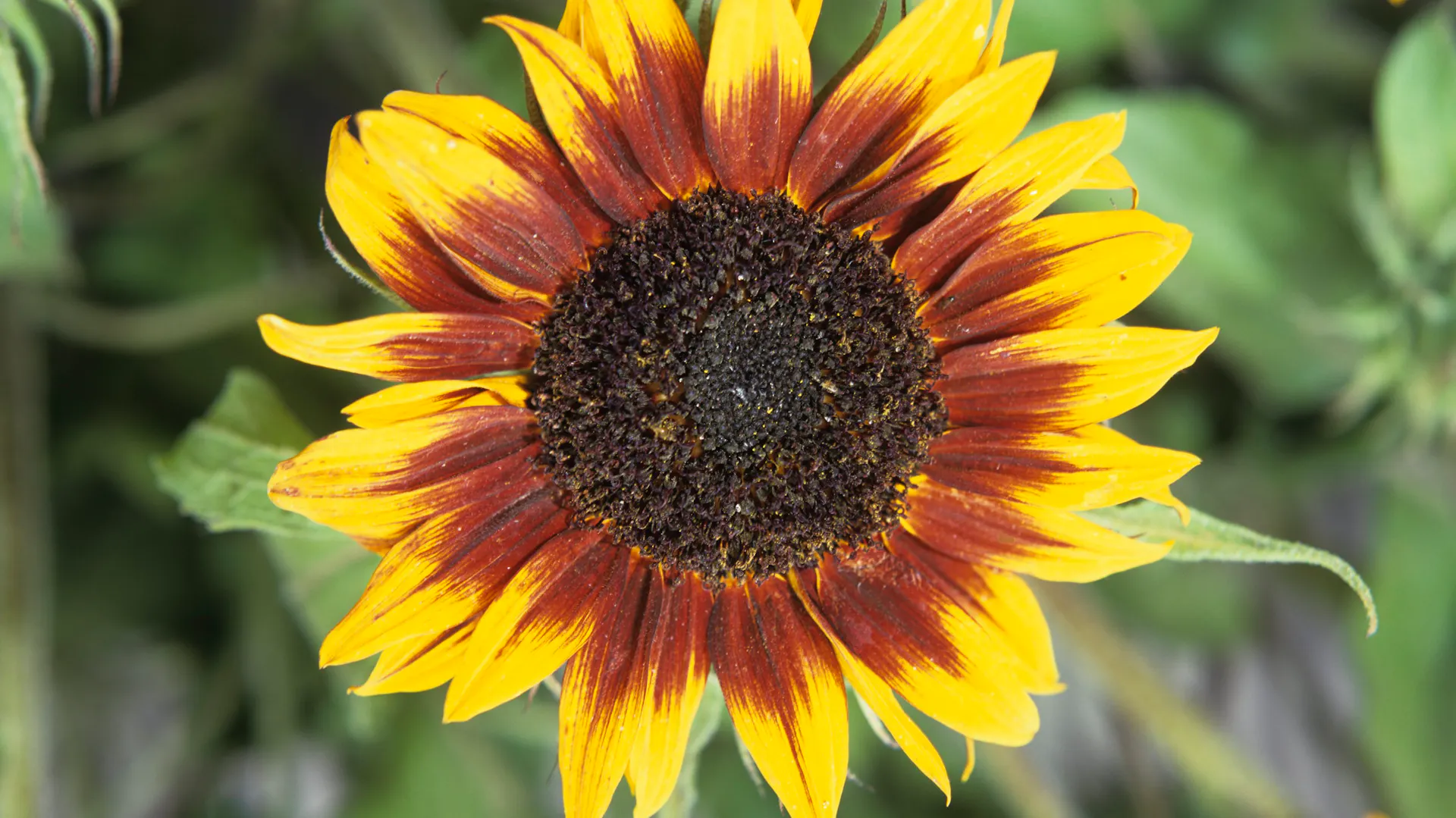Sonnenblume der Sorte „Ring of Fire“