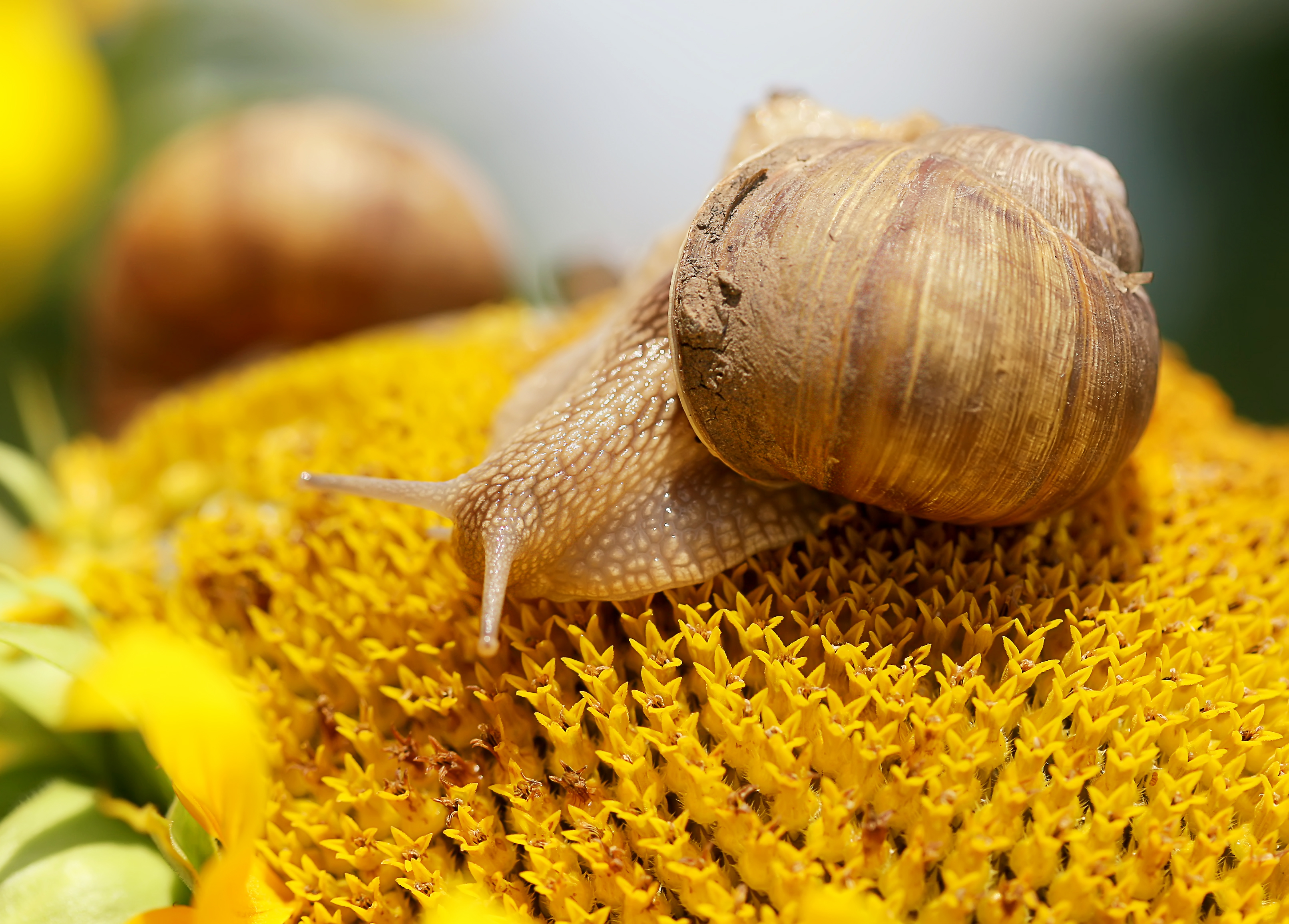 Eine Schnecke auf einer Sonnenblume.