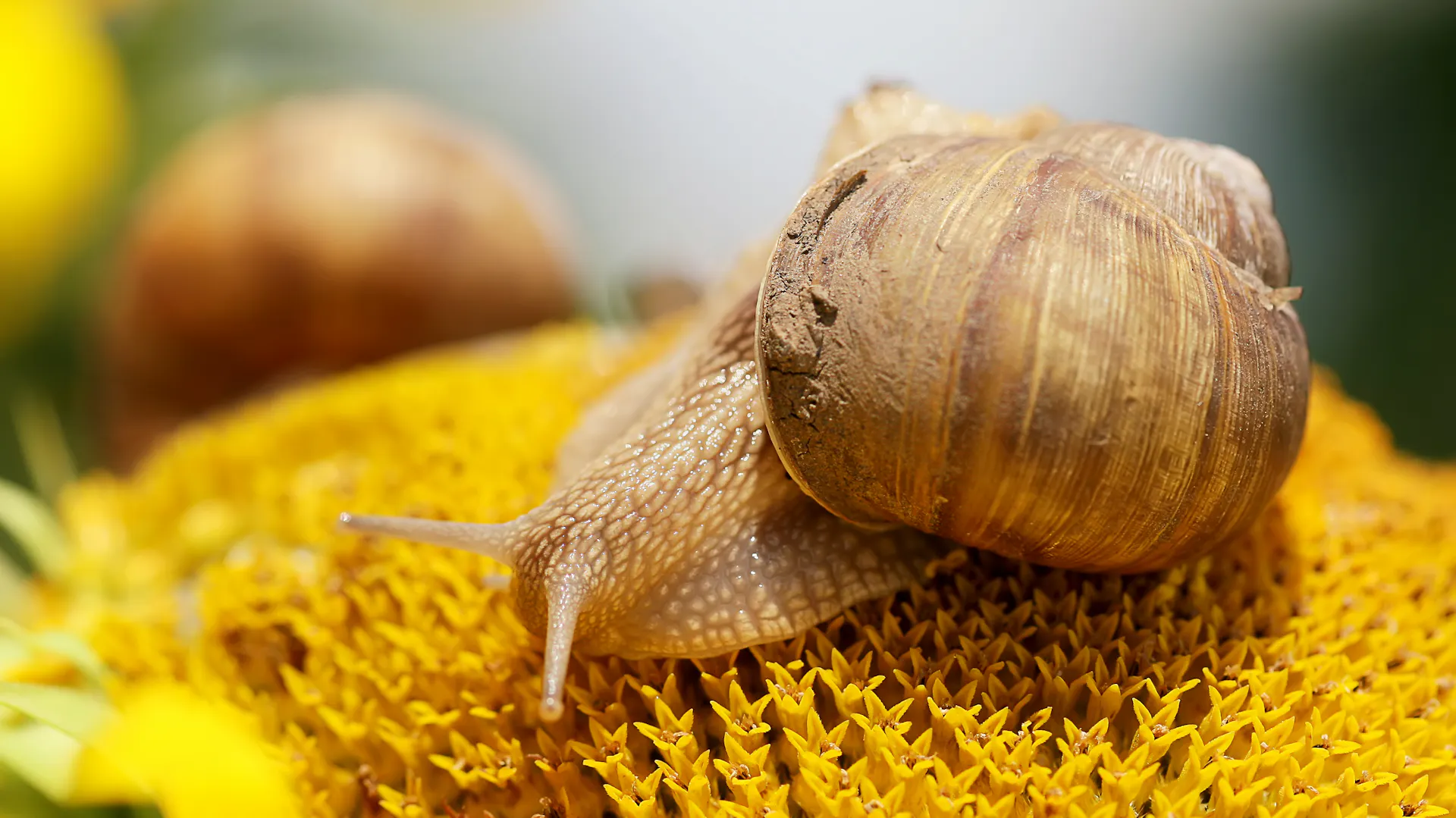 Eine Schnecke auf einer Sonnenblume.