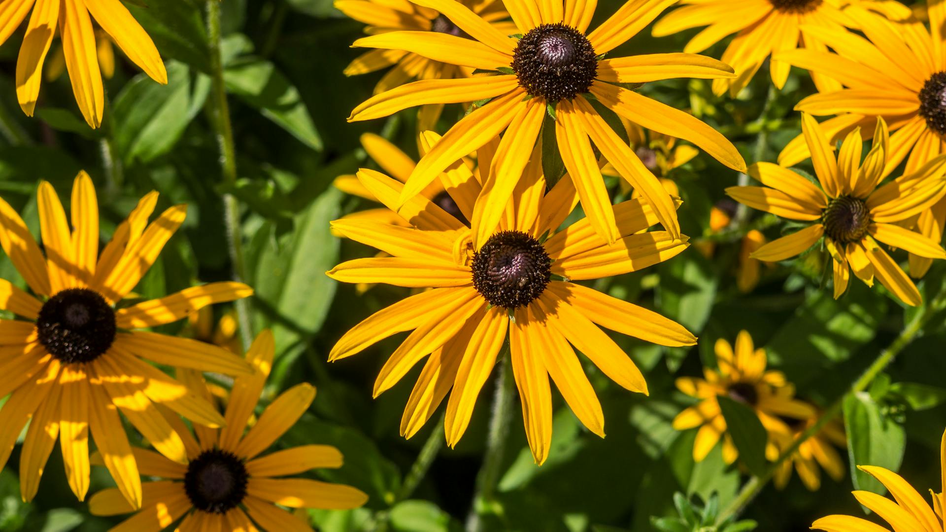 Sonnenhut – Eigenschaften, Pflanz- & Pflegetipps | OBI