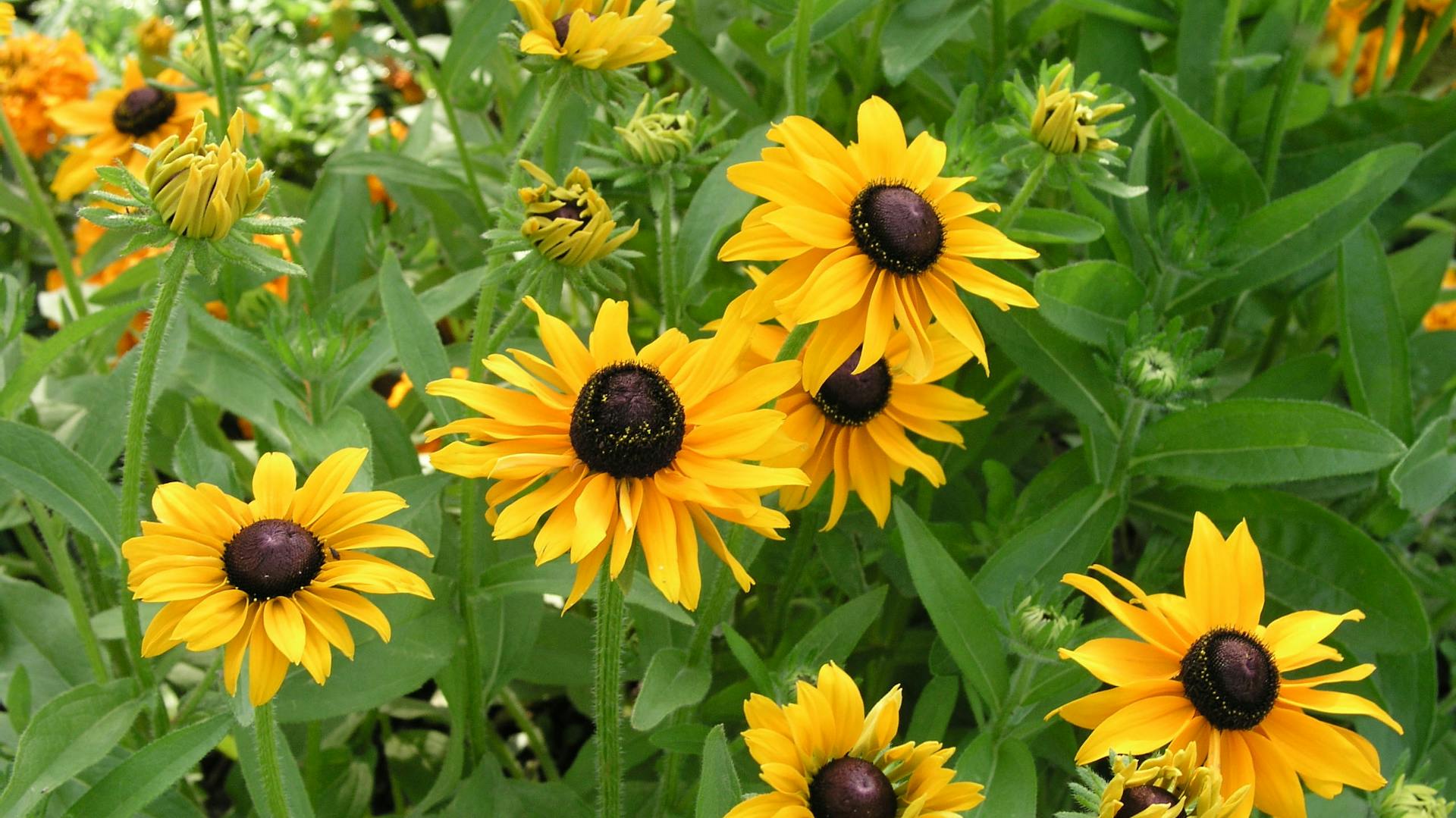 Blühender Sonnenhut im Garten