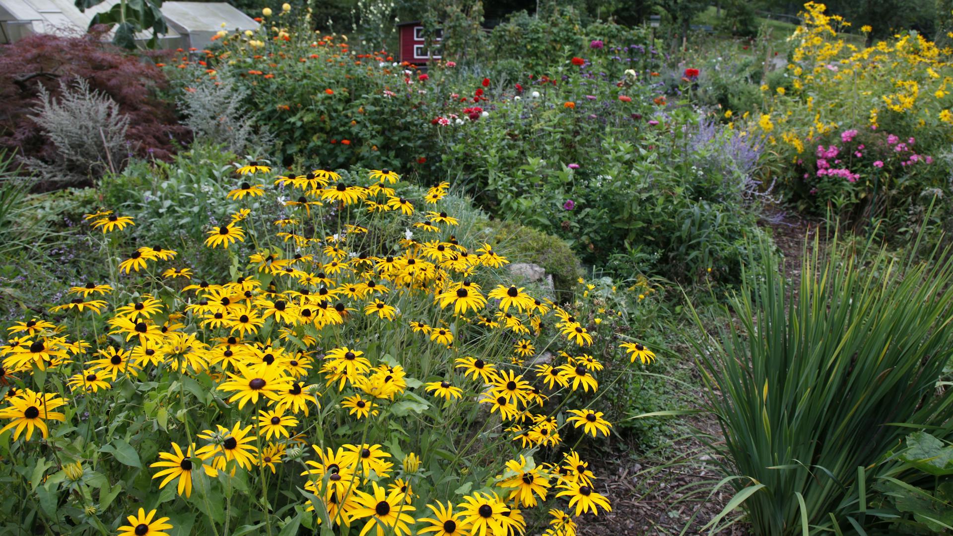 Sonnenhut mit weiteren Stauden im Beet