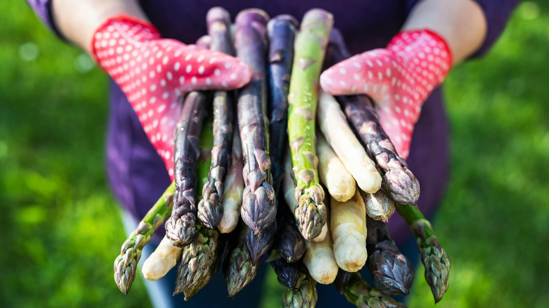 Heimwerkerin hält geerntete Spargelstangen in den Händen.
