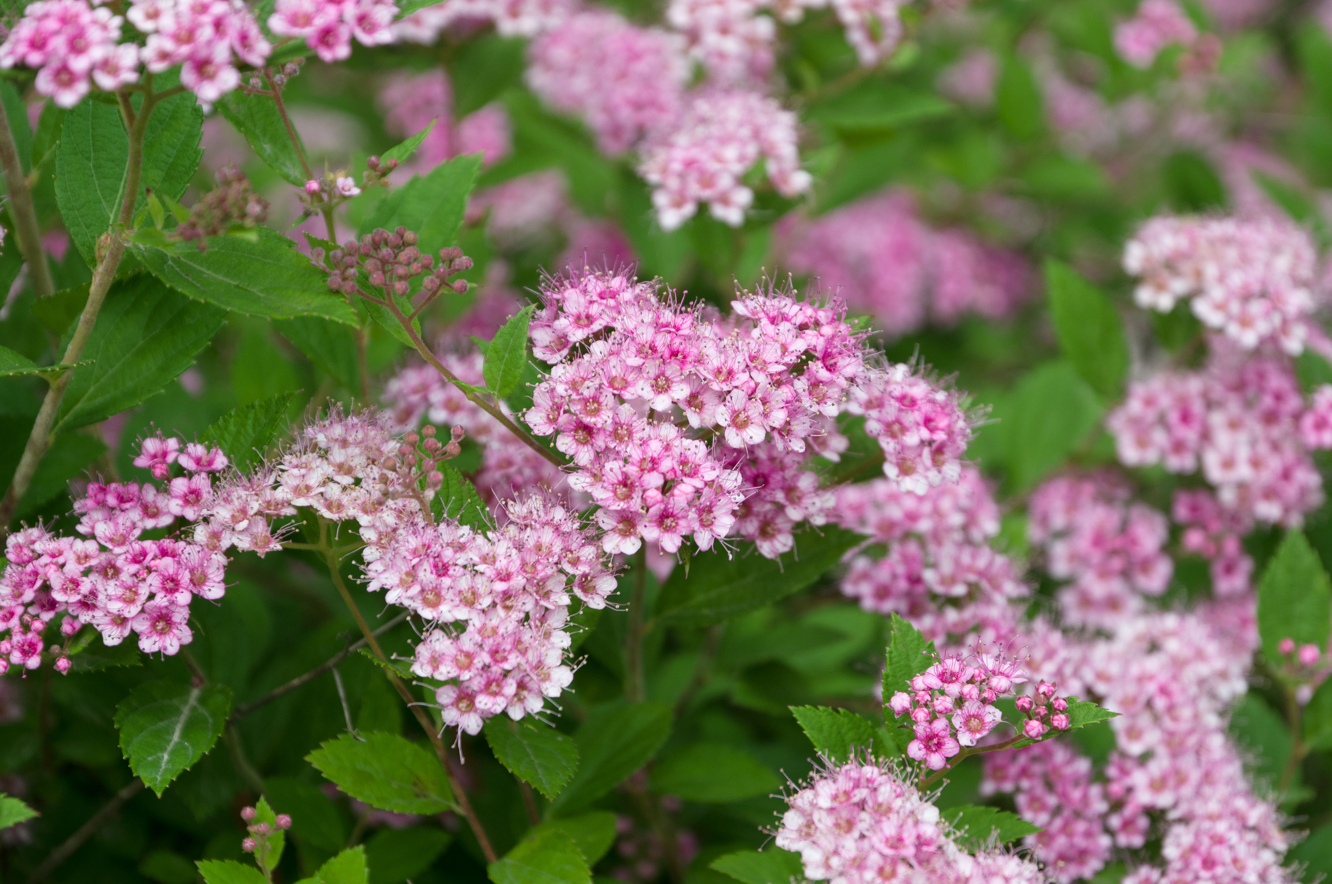 Nahaufnahme der Spiersträucher mit rosafarbenen Blüten.