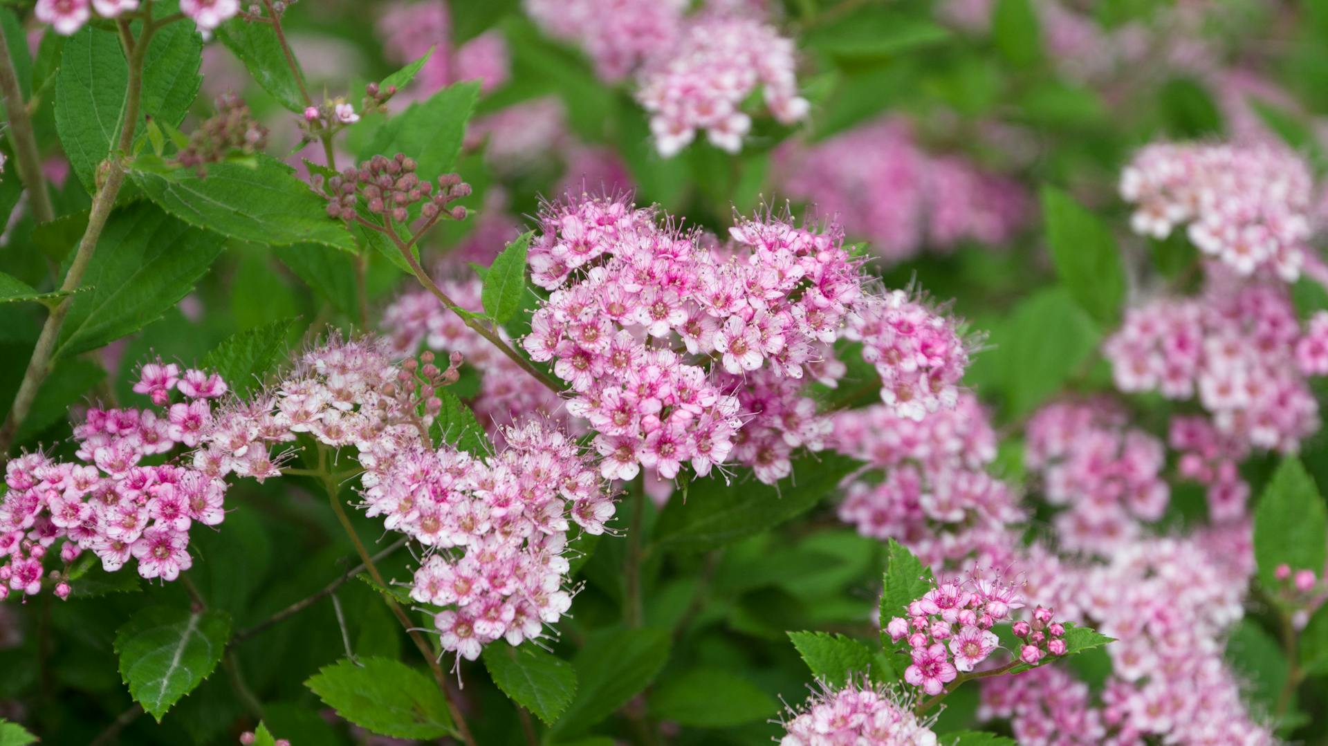 Nahaufnahme der Spiersträucher mit rosafarbenen Blüten.