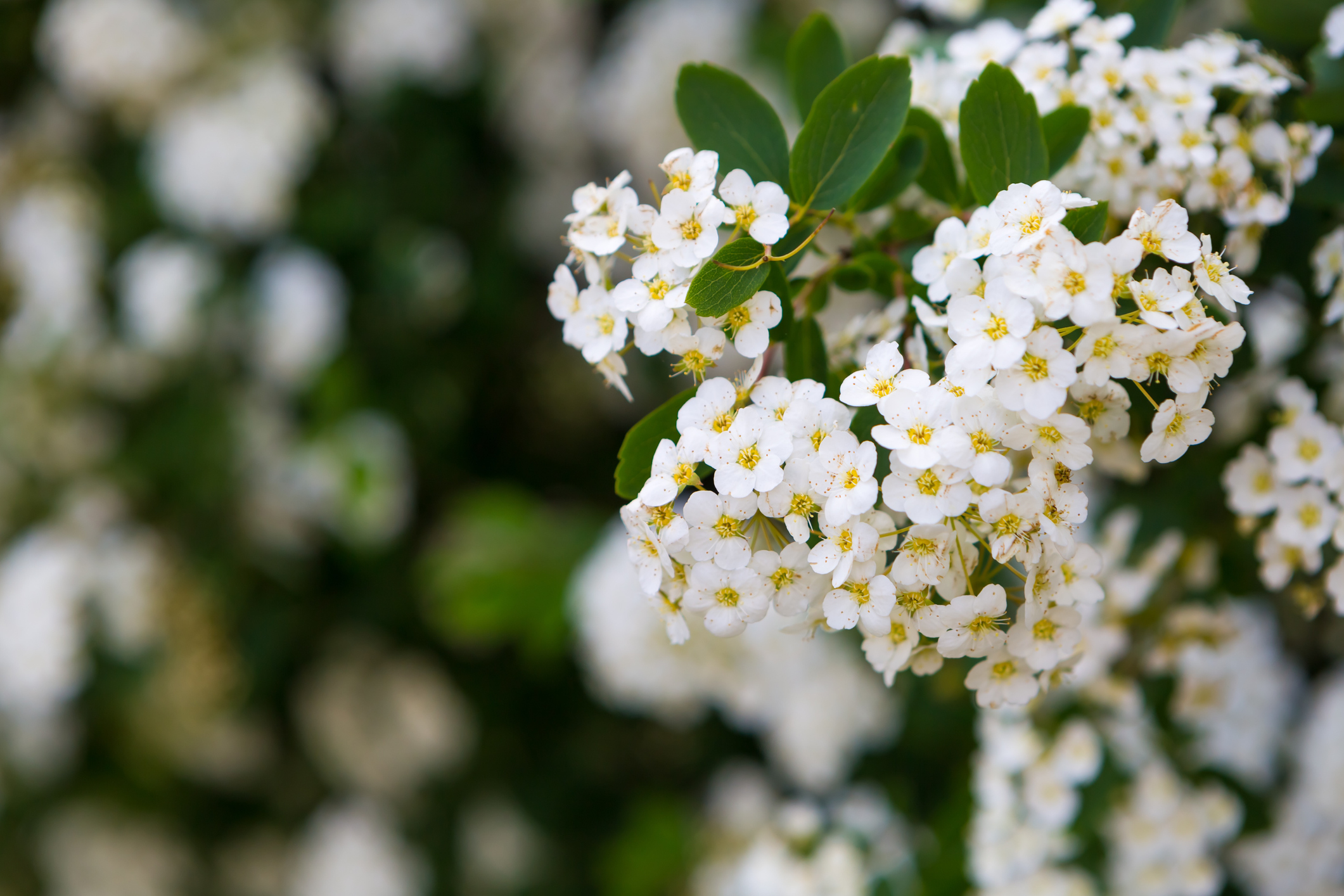 Die weißen Blüten der Brautspiere blühen.