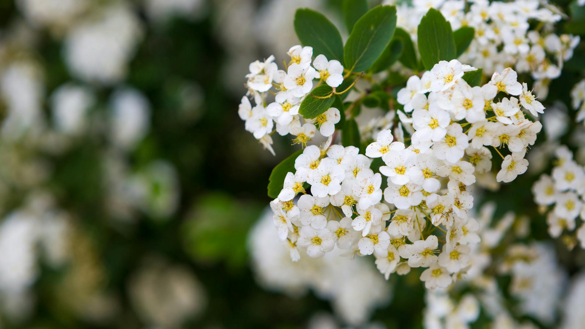 Die weißen Blüten der Brautspiere blühen.