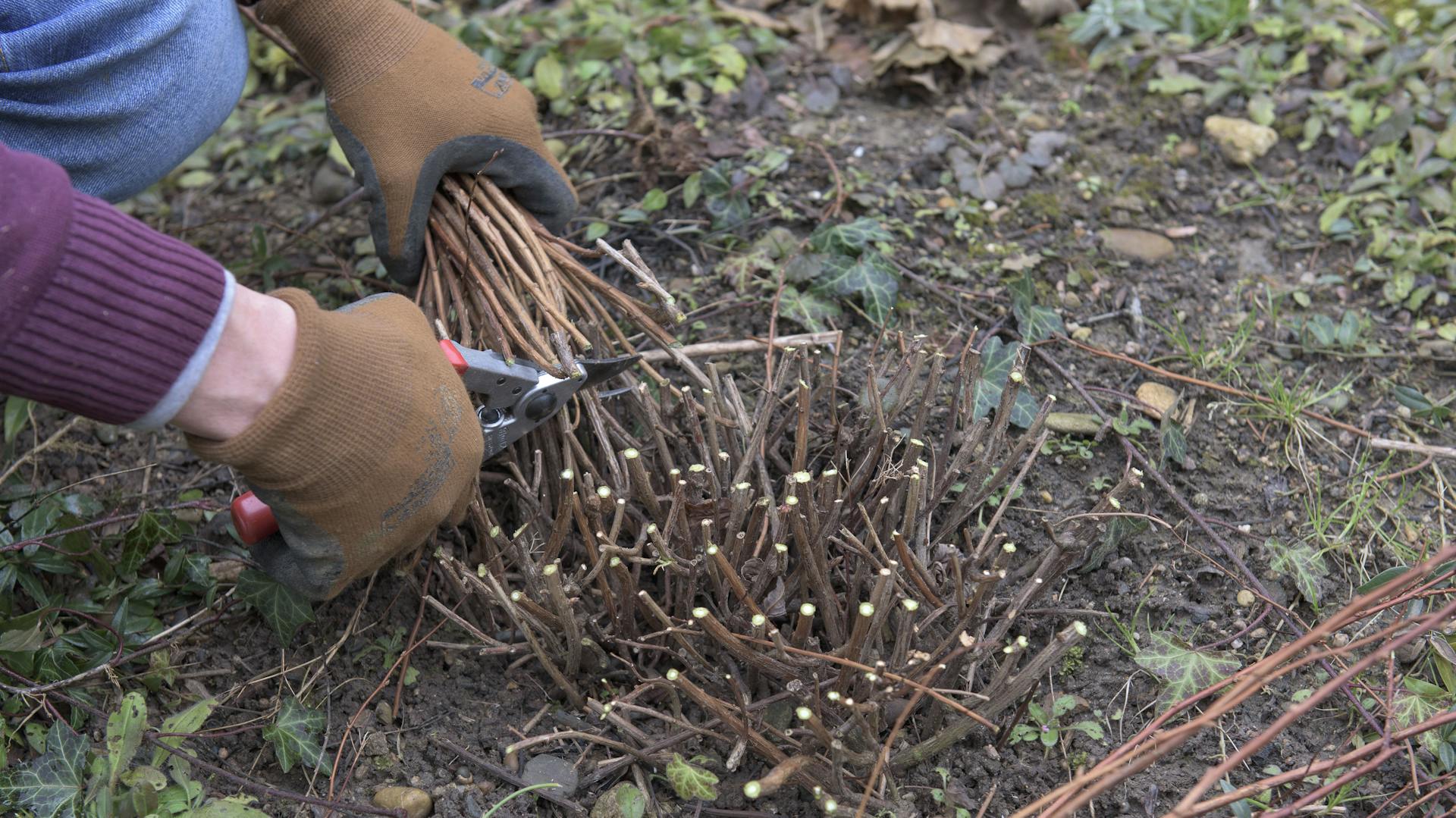 Jemand schneidet Spiersträucher mit einer Gartenschere.