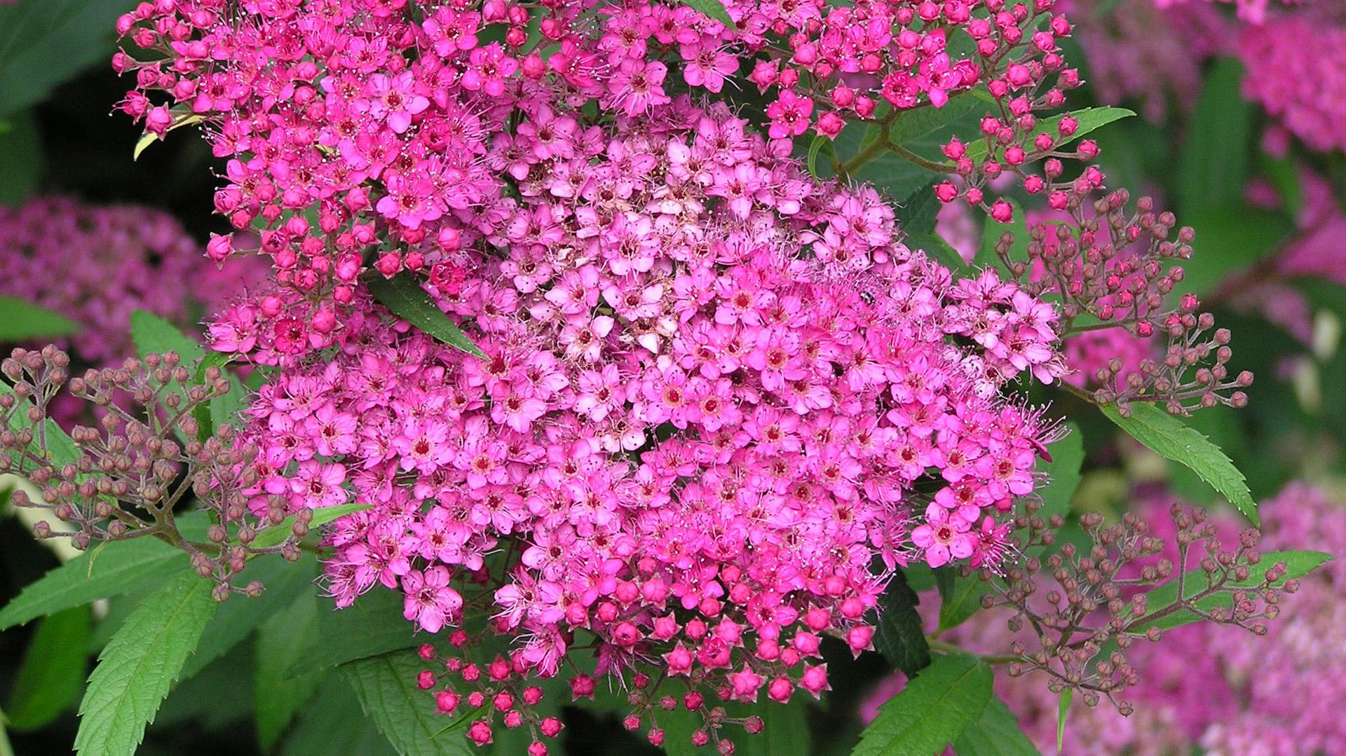 Japanischer Spierstrauch „Anthony Waterer" blüht in den Farben Pink und Lila.