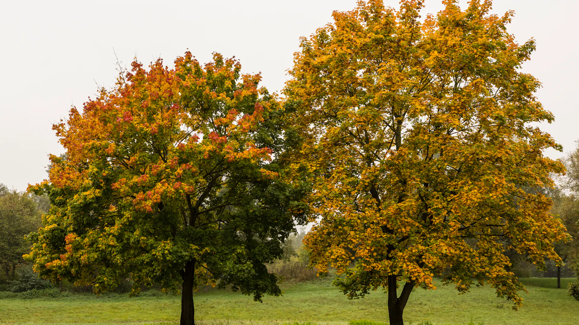 Park mit zwei Spitzahorn-Bäumen in gelb-roter Herbstfärbung.
