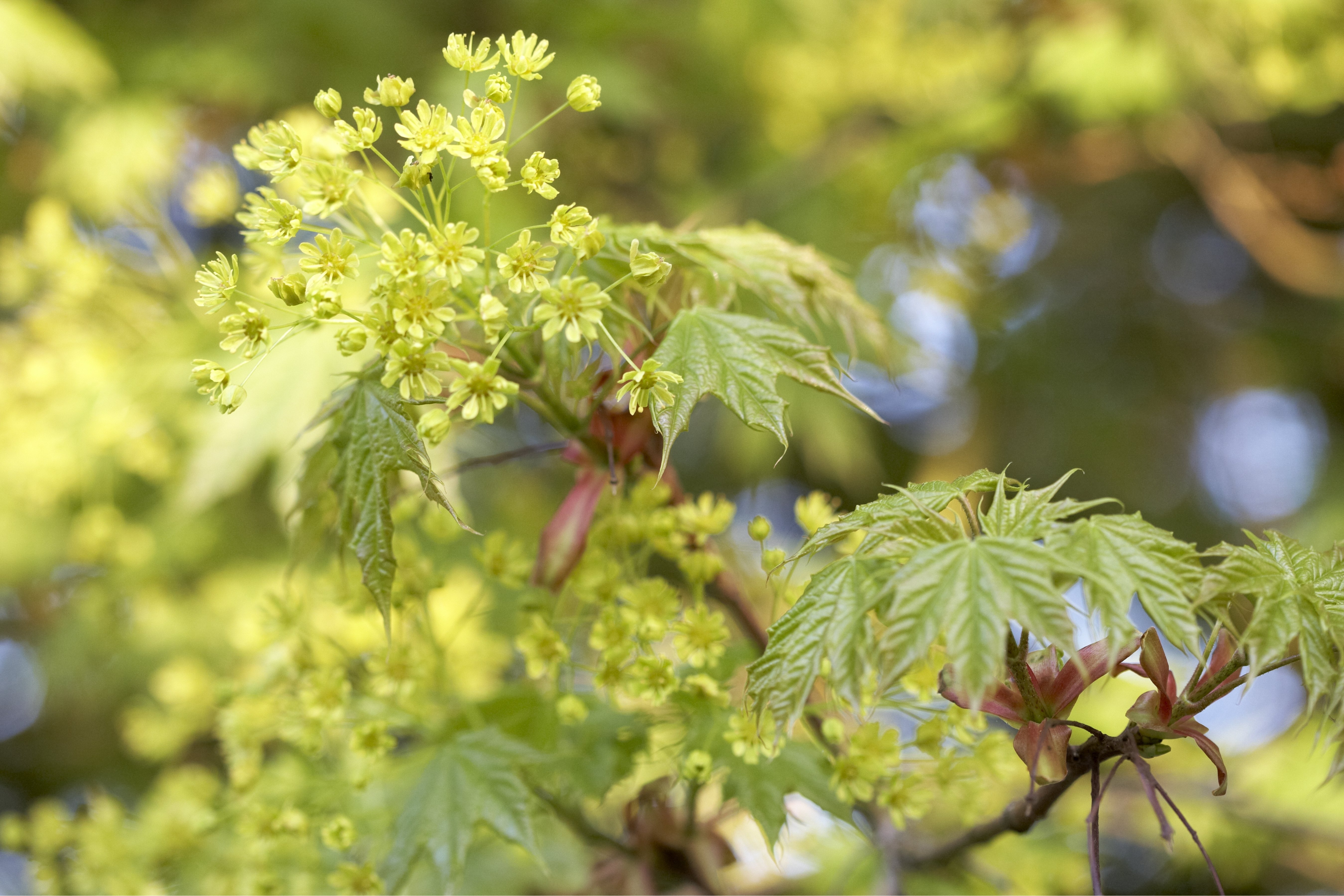 Spitzahorn im Sommer mit Blüten