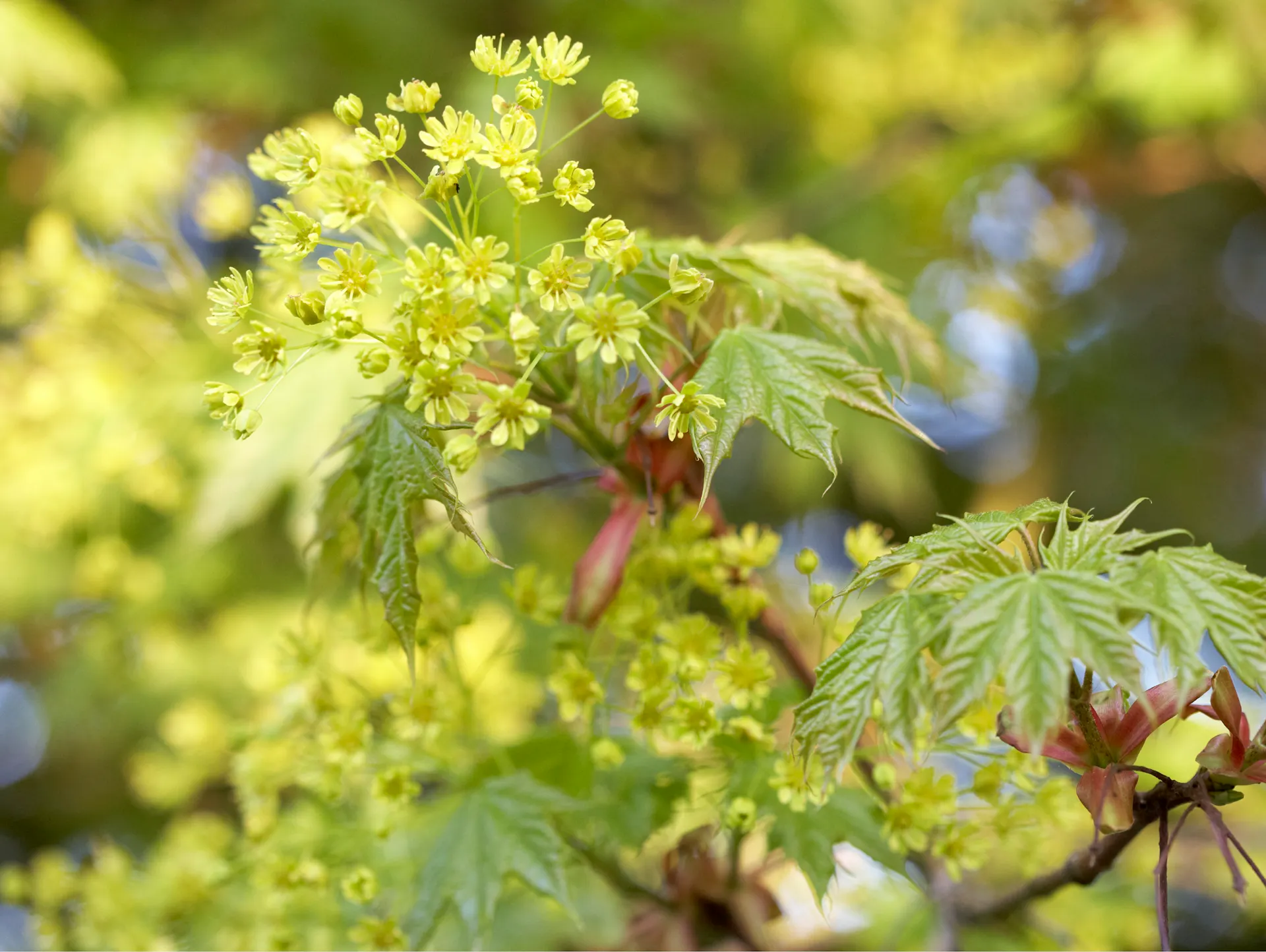 Spitzahorn im Sommer mit Blüten