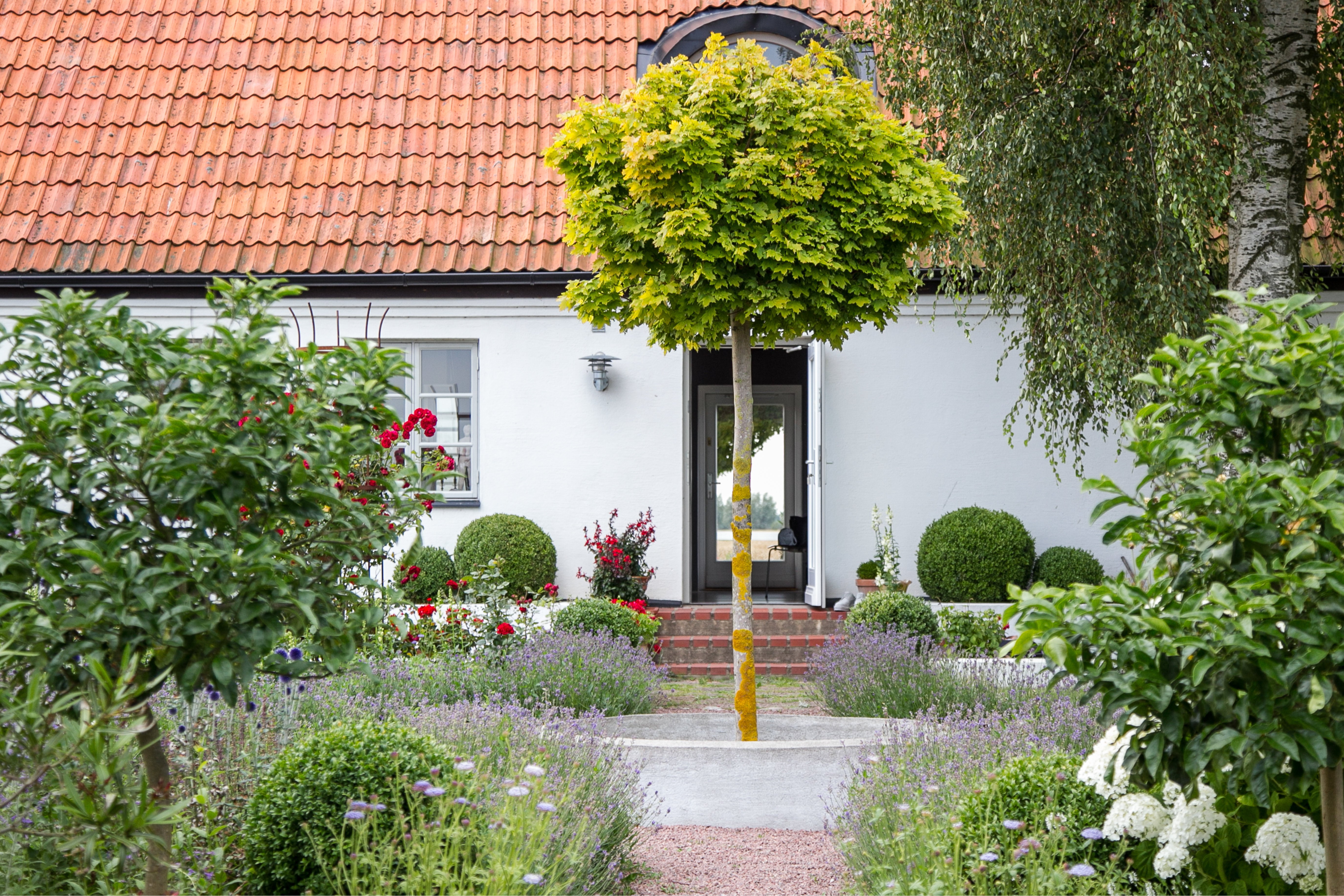 Spitzahorn im Garten vor einem Wohnhaus